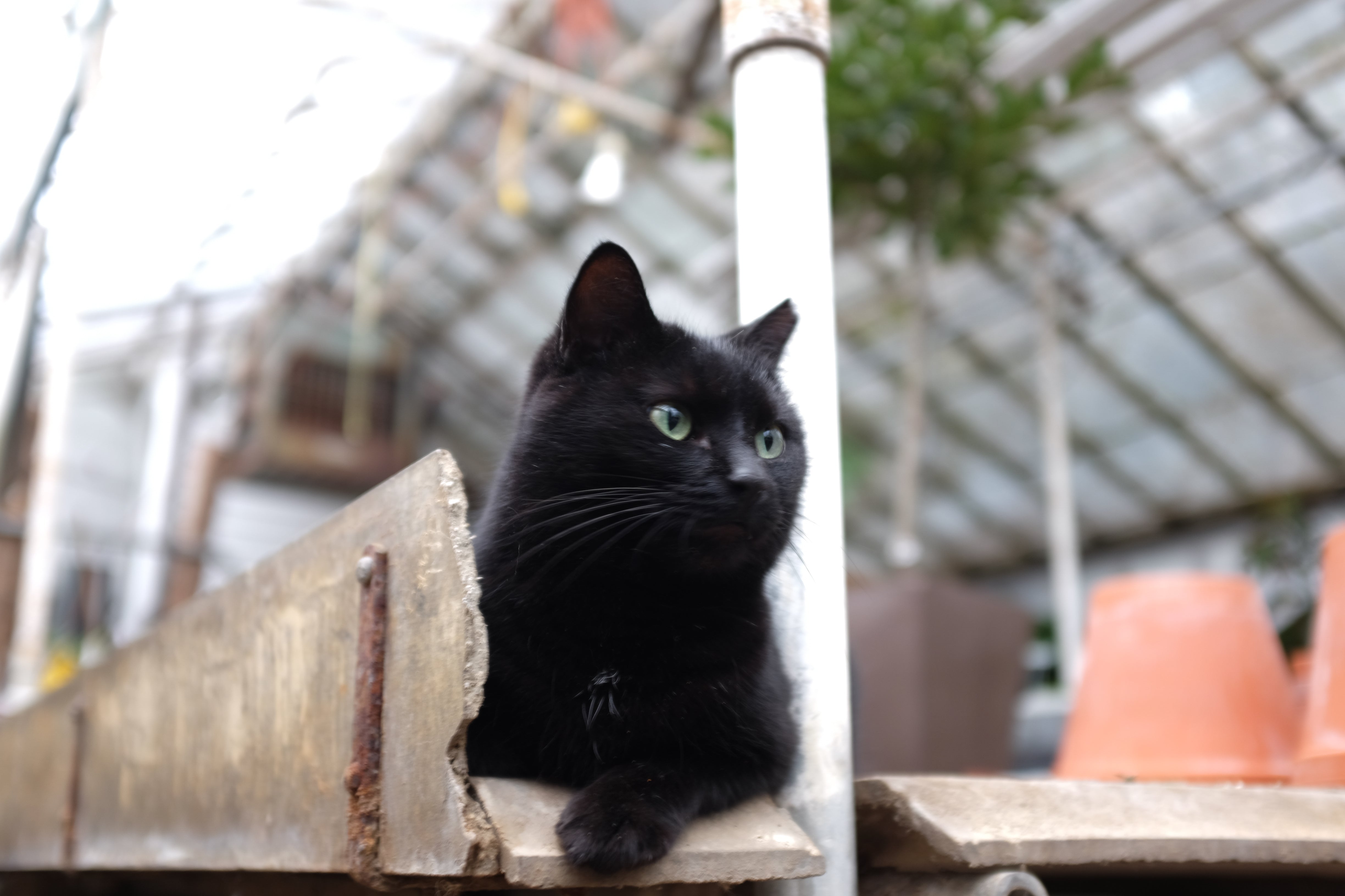 Pet-Friendly Houseplants