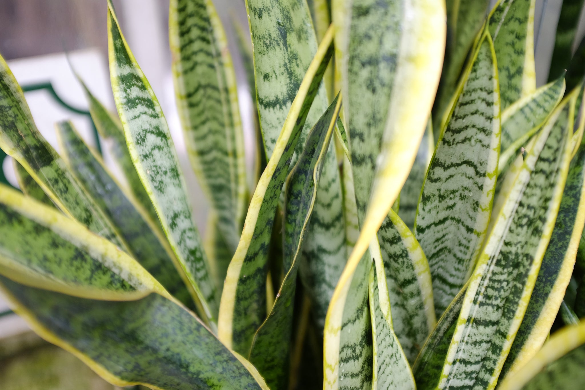 Snake plant (sansevieria) at Michler's in Lexington KY