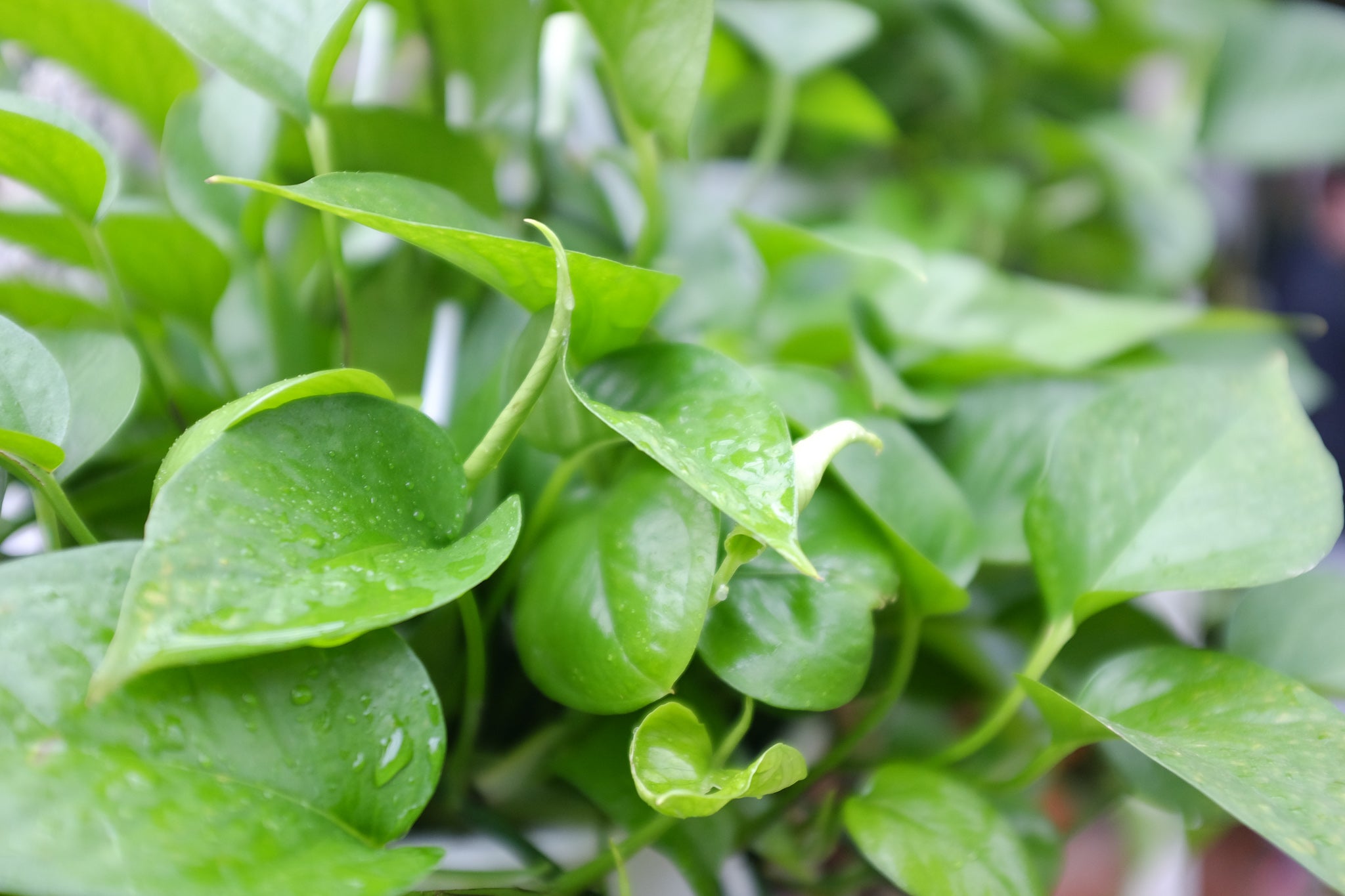 Pothos Plant at Michler's in Lexington, KY