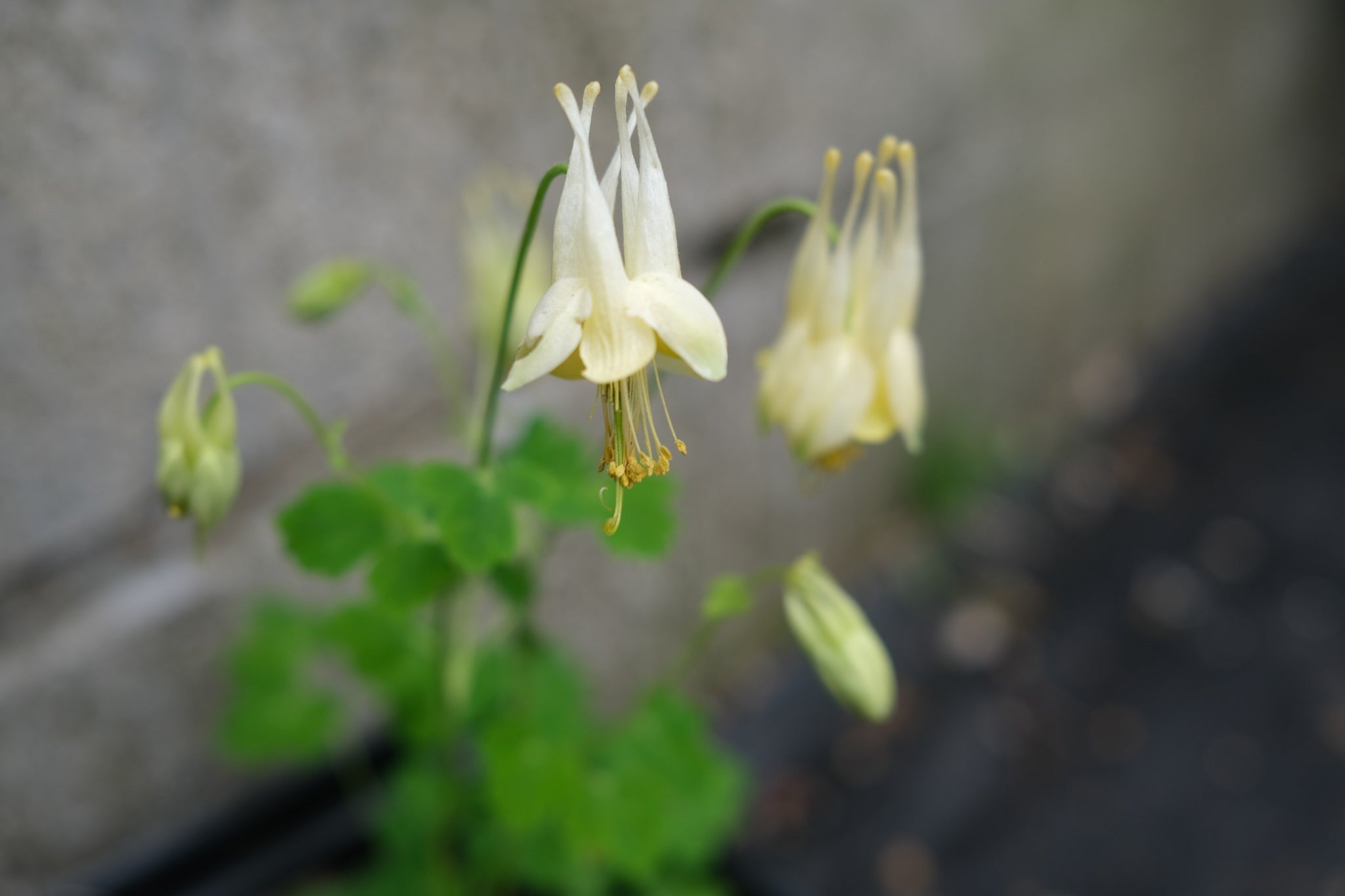 Native perennials at Michler's