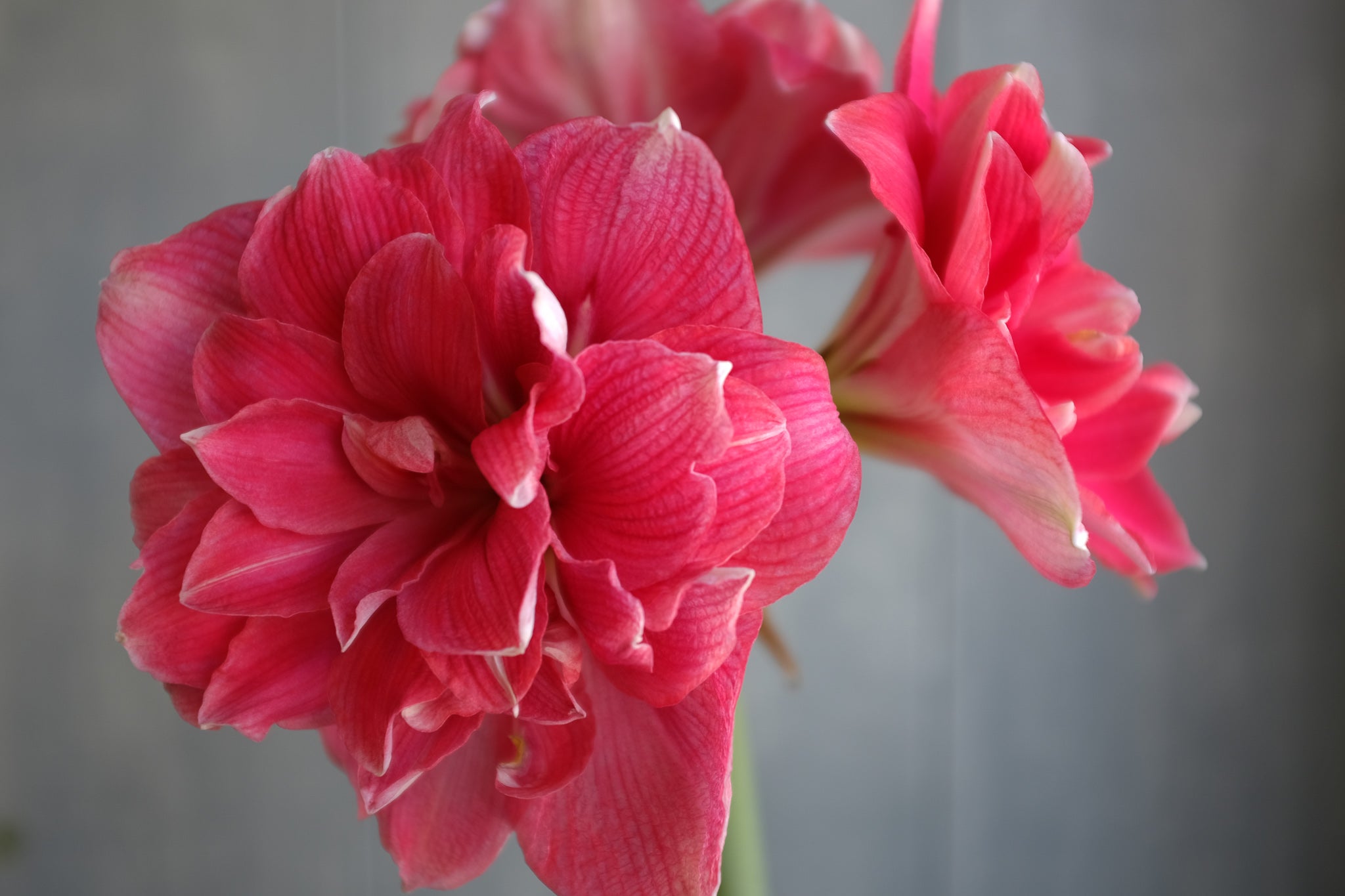 Amaryllis at Michler's in Lexington