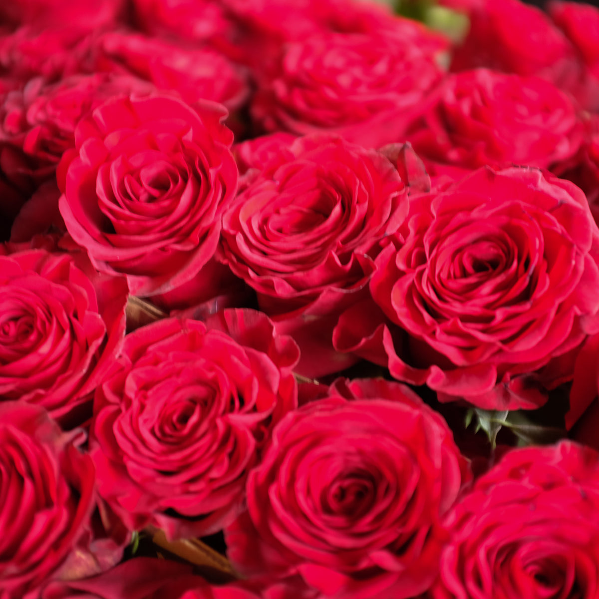 Open Cut Roses | Best Quality Roses Delivered in Lexington, KY ...