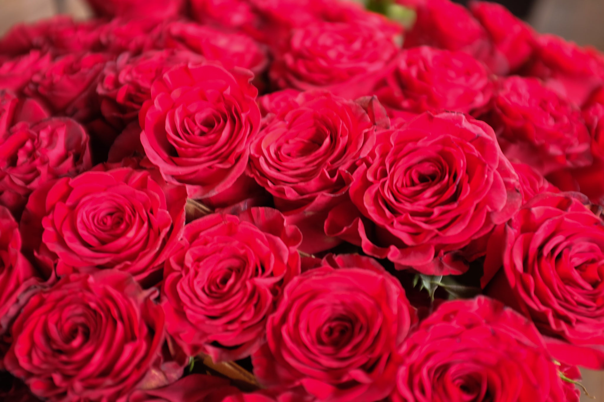 Red Open Cut Roses at Michler's Florist