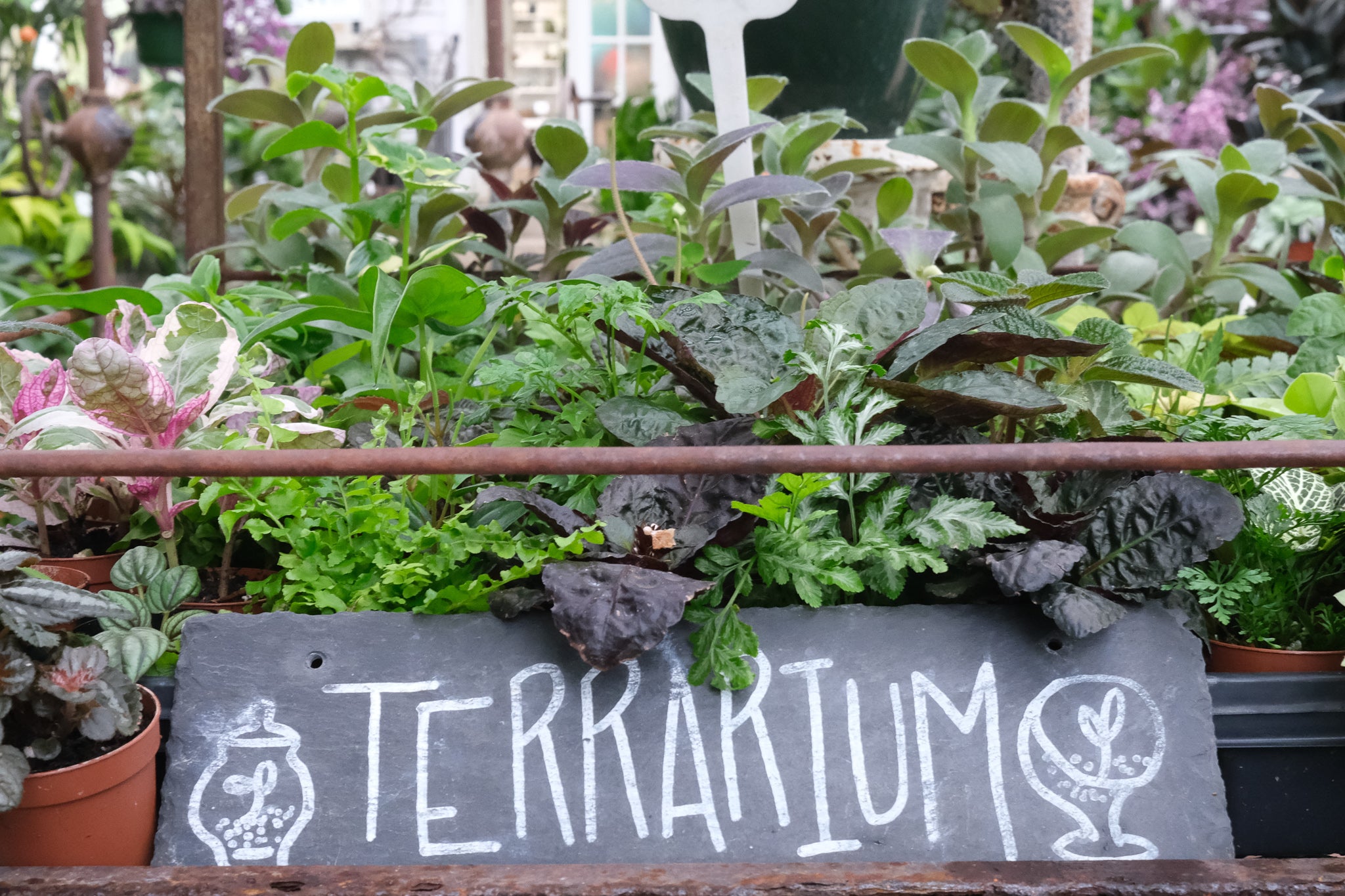 Houseplants at Michler's