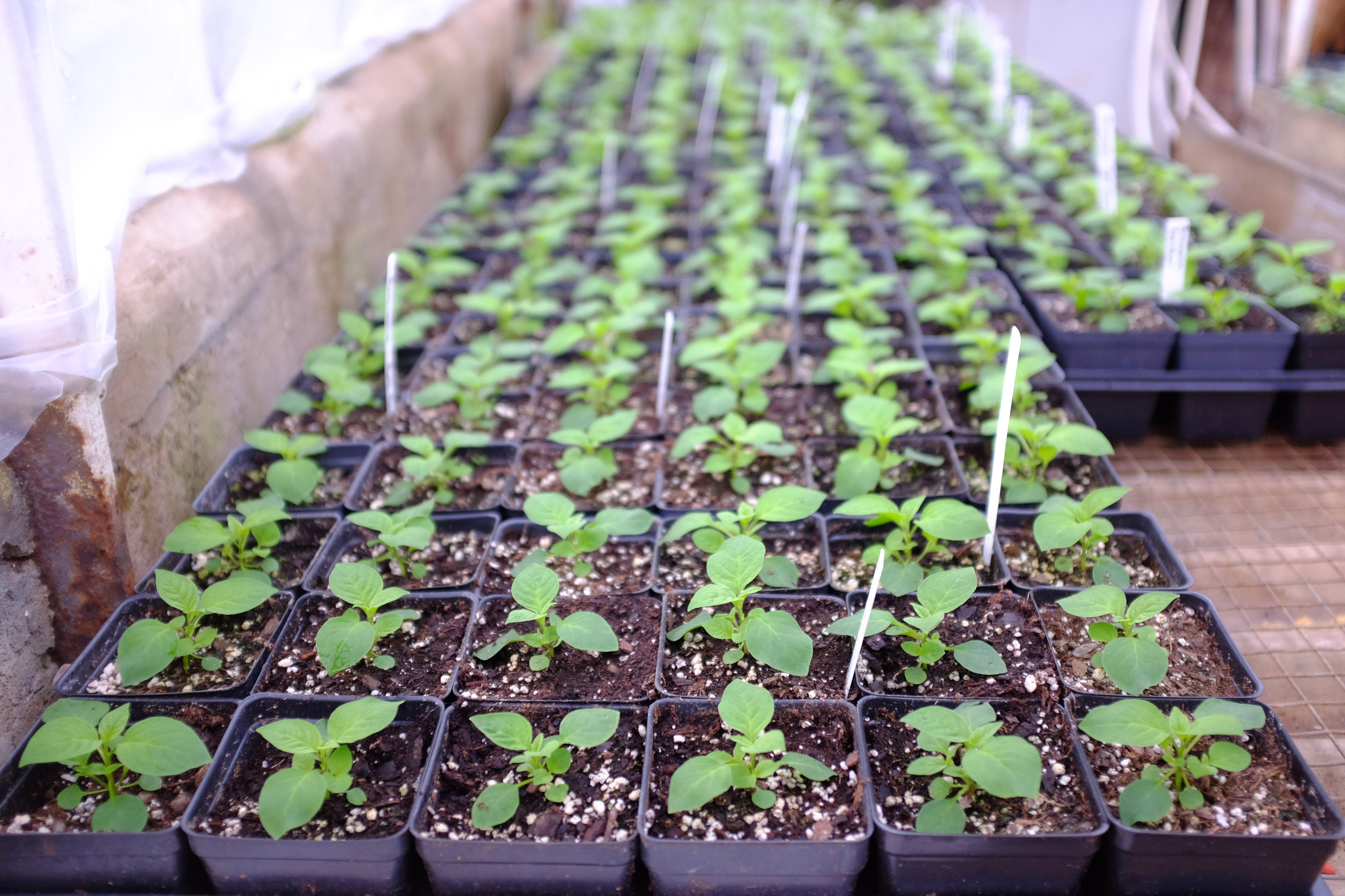 annual seedlings michler's florist and greenhouse lexington, Kenucky 