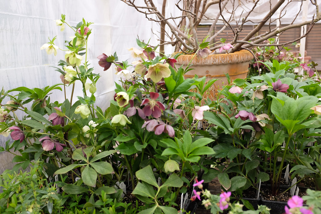 Hellebores at Michler's in Lexington, KY