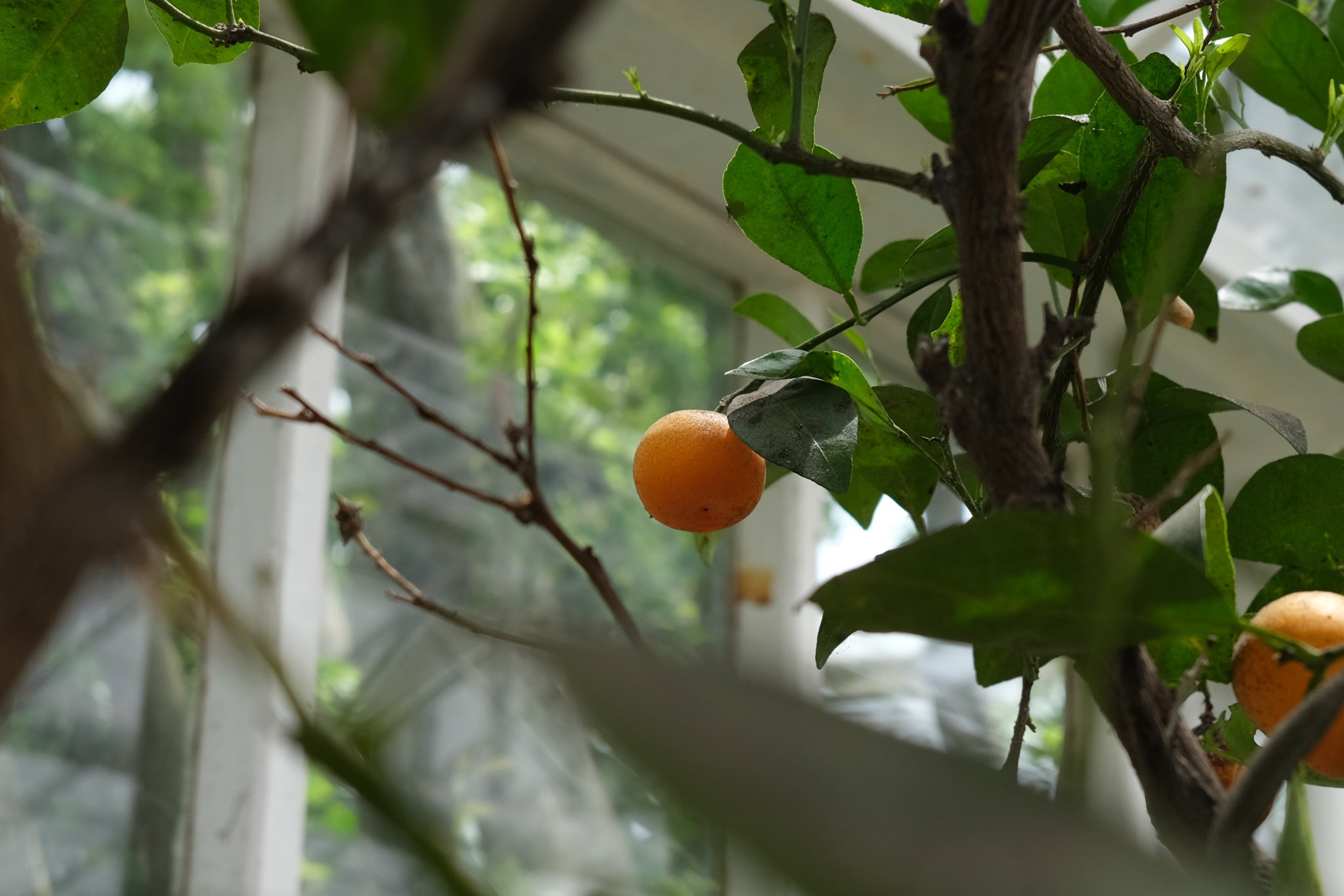 Citrus plants at Michler's