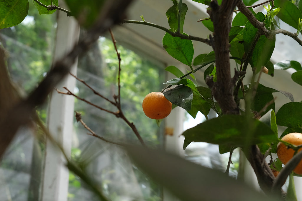 Citrus plants at Michler's