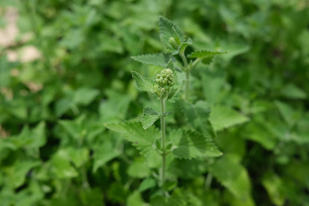 Herbs at Michler's