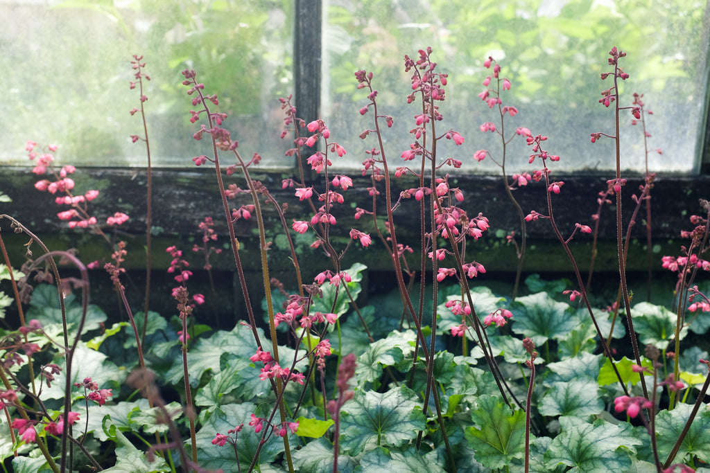 Blooming coral bells at Michler's in Lexington KY