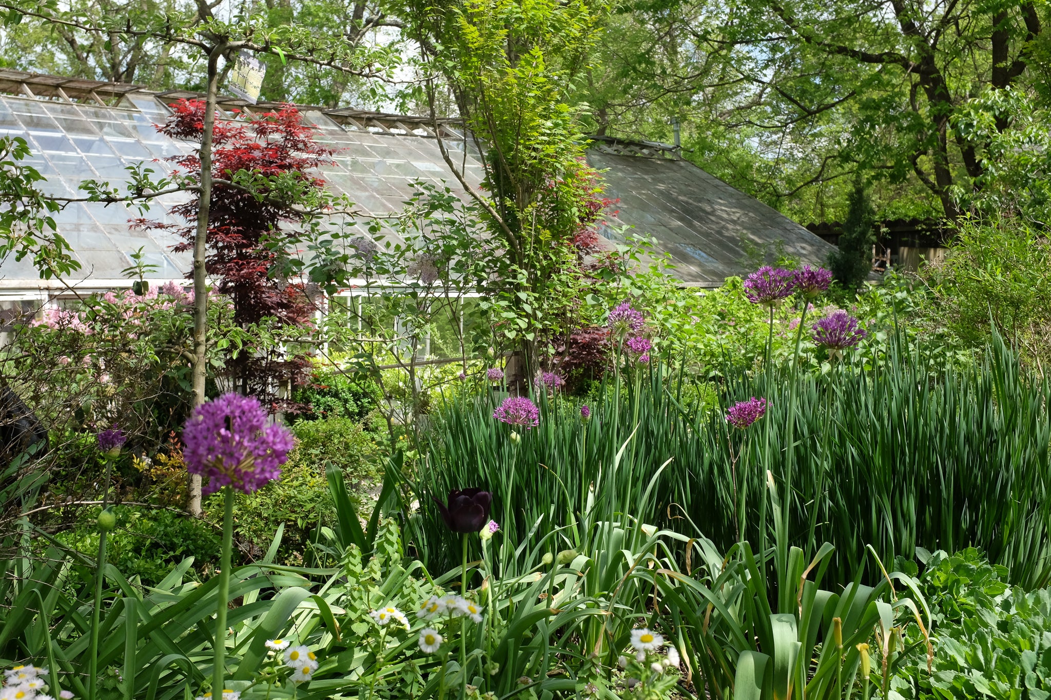 Bulb Gardening for Beginners