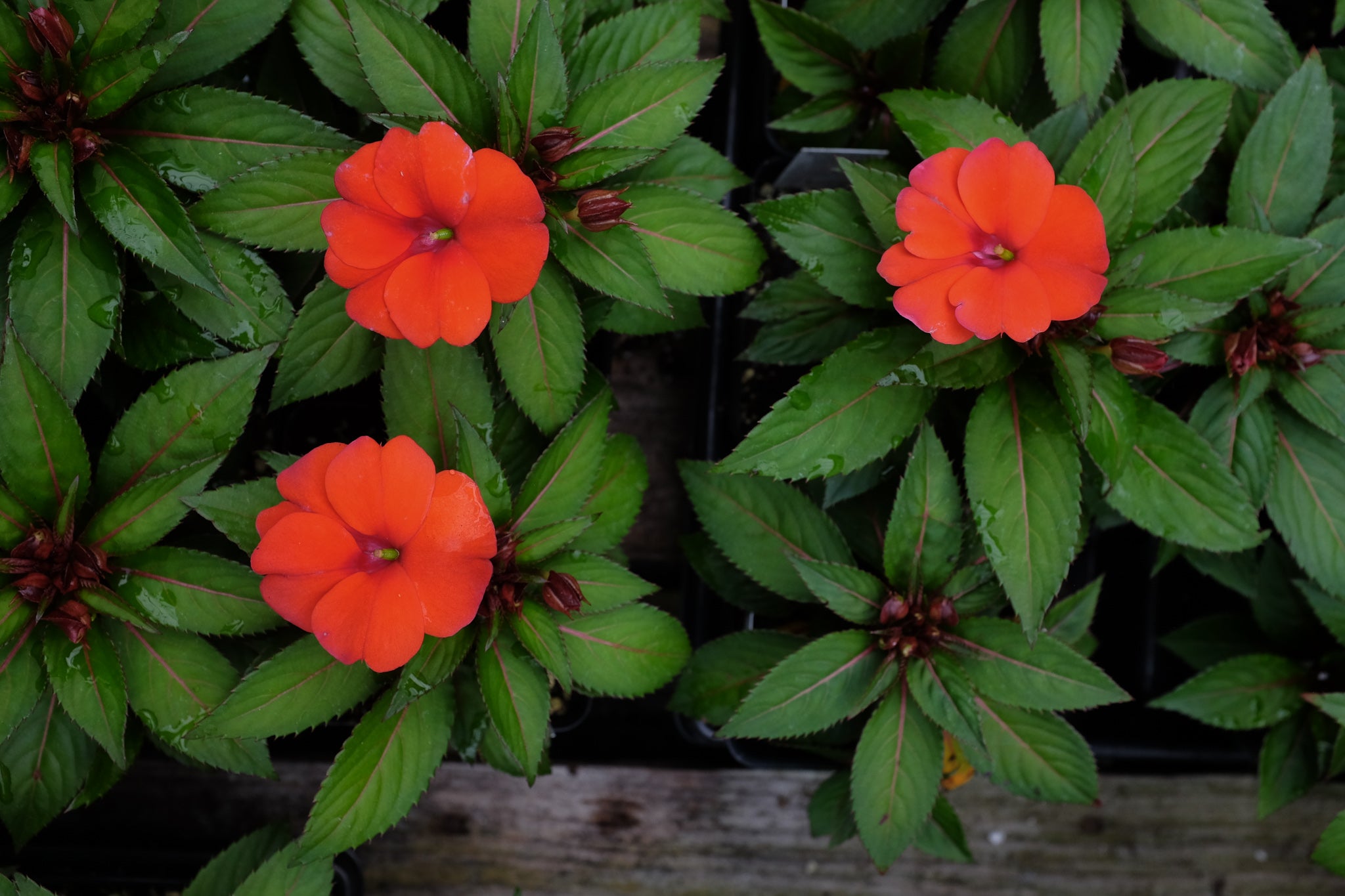 Blooming annuals at Michler's
