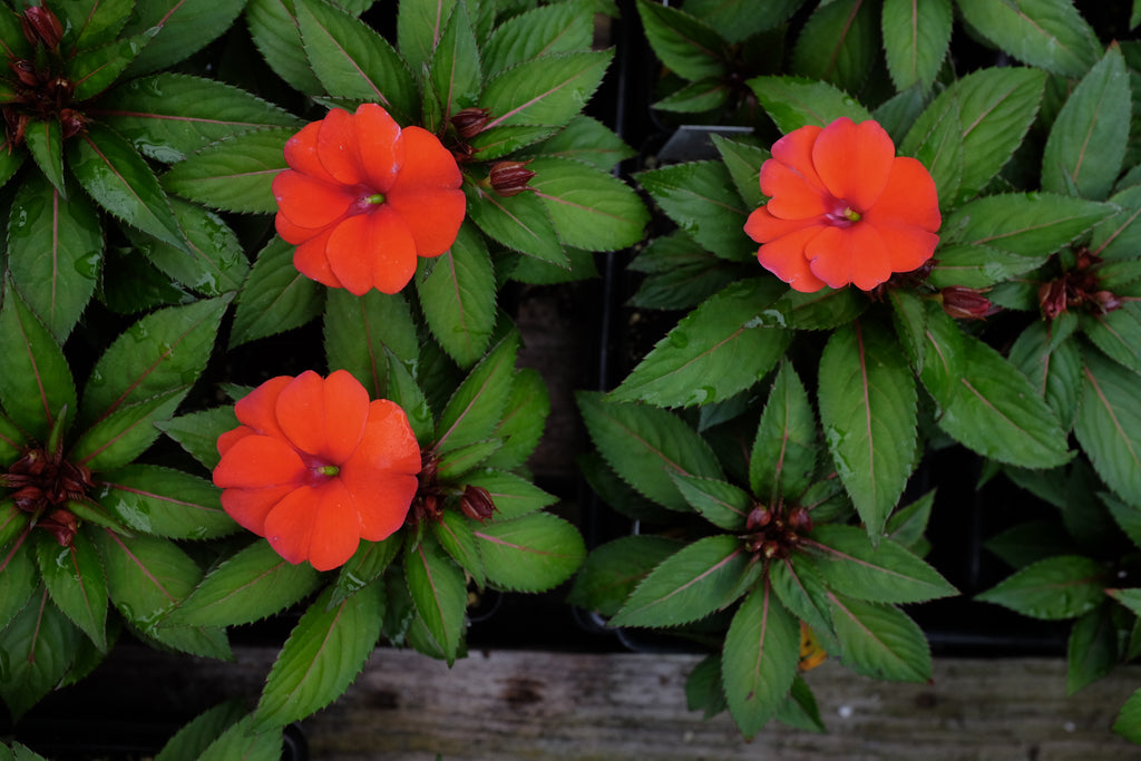 Blooming annuals at Michler's