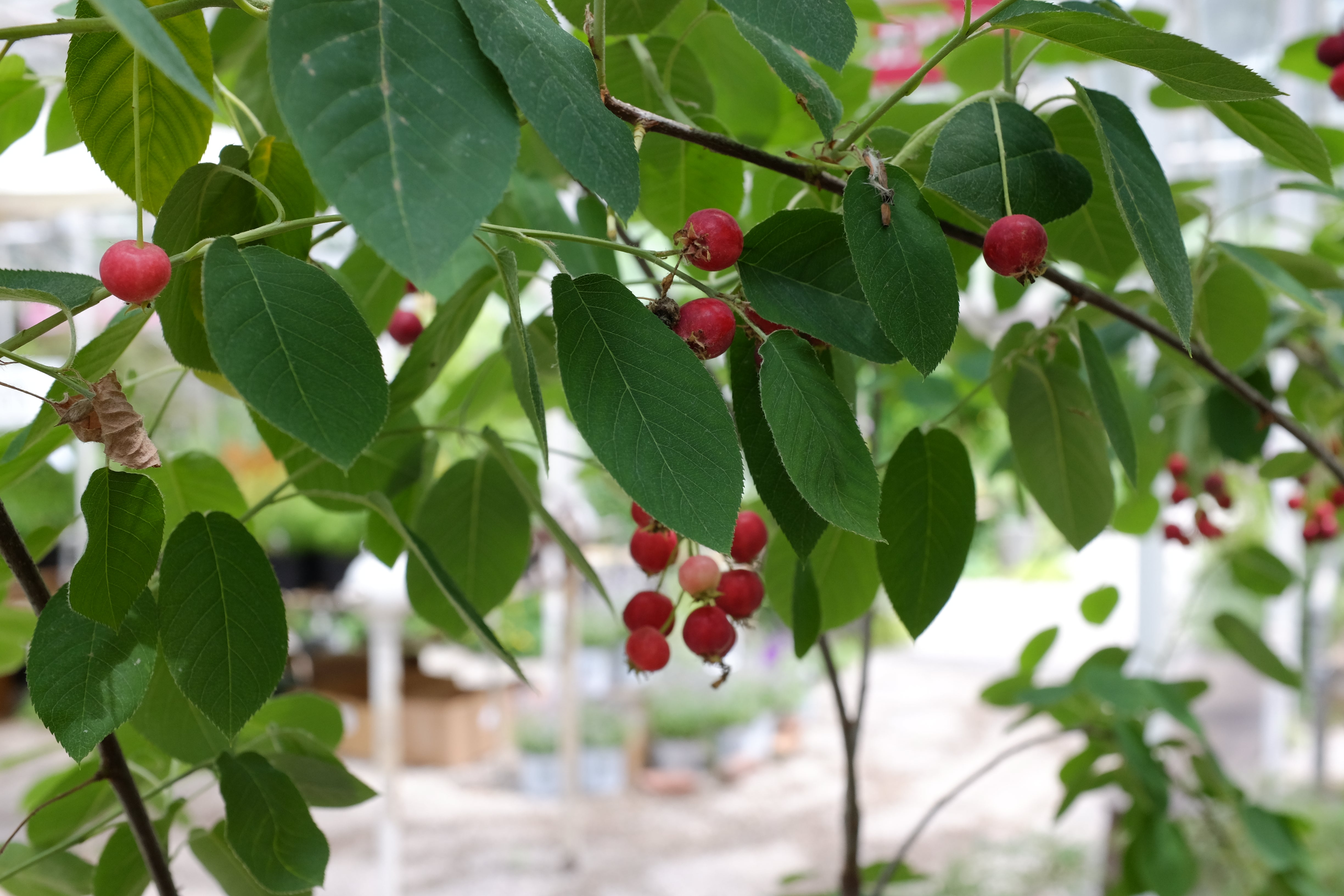 Serviceberry Tree Michler's Greenhouse