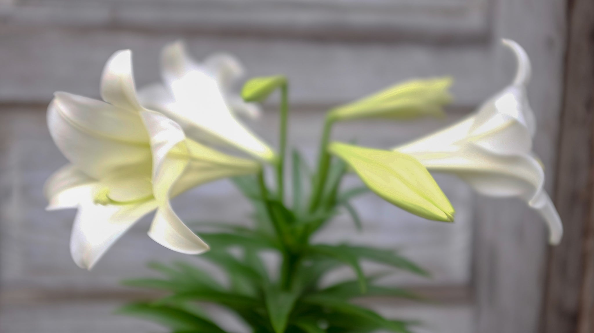 Easter Lilies (Lilium longiflorum)