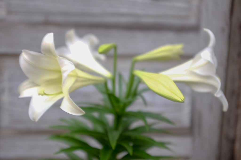 Easter Lilies (Lilium longiflorum)