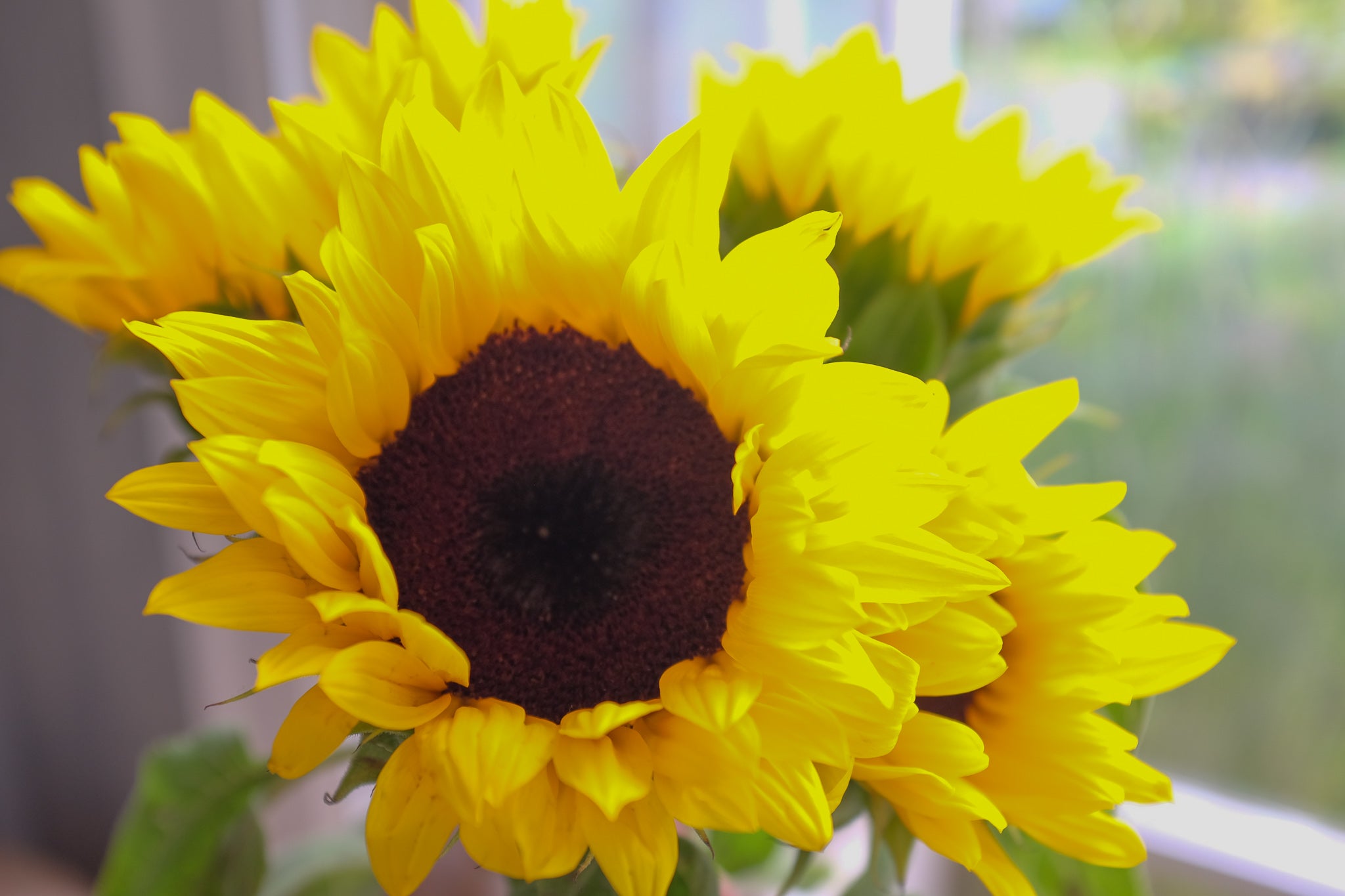 Sunflowers at Michler's in Lexington KY
