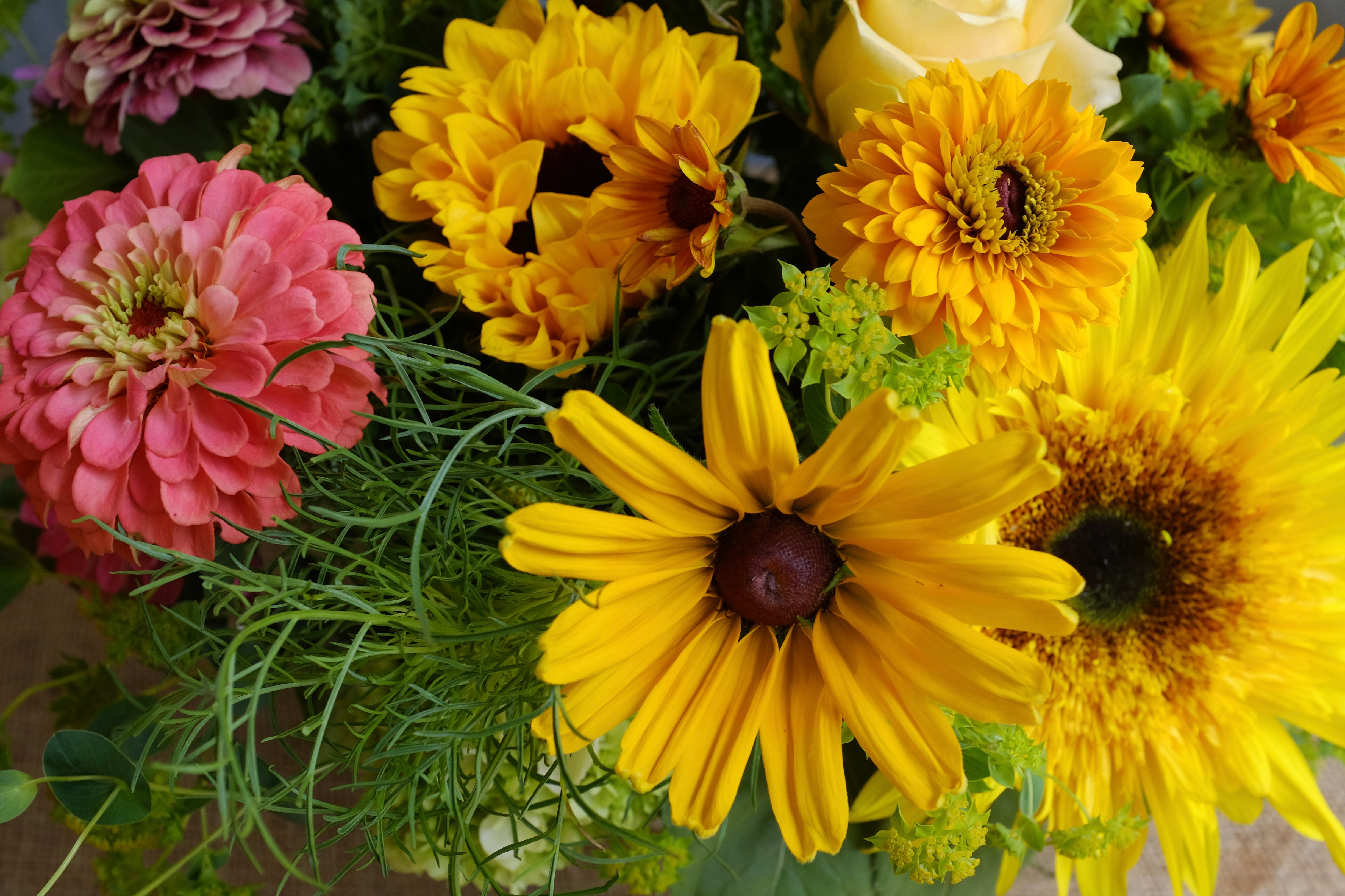 Local Zinnias and Sunflowers from Greenhouse 17 at Michler's Florist