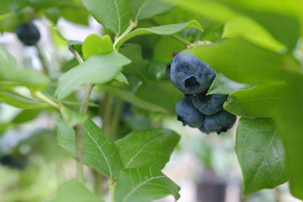 Blueberries at Michler's in Lexington KY