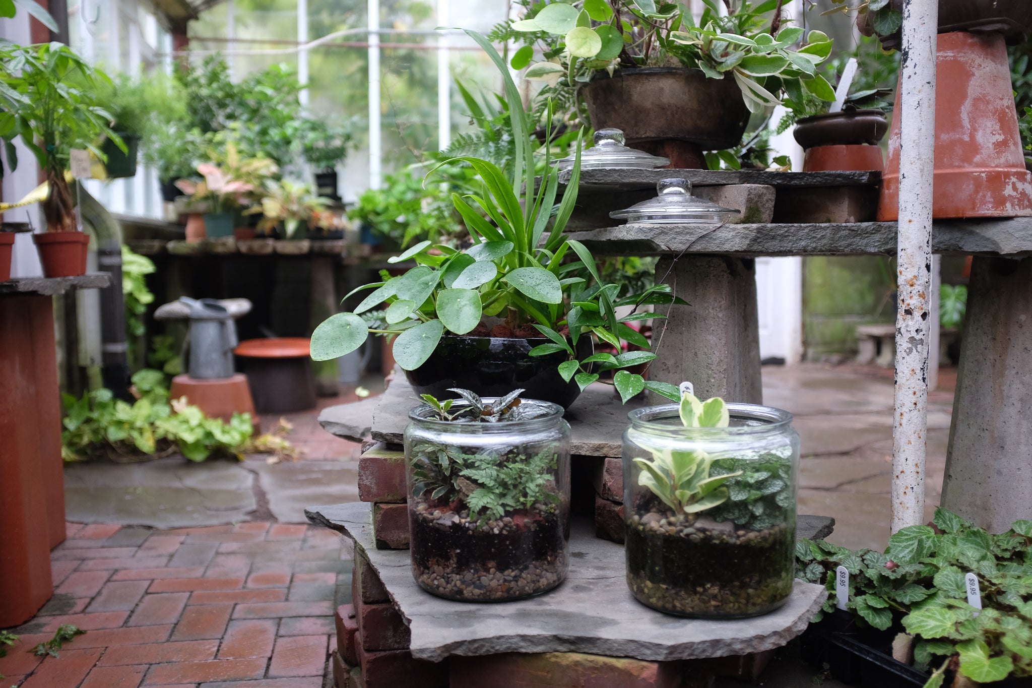 A Houseplant Gift-Giving Guide