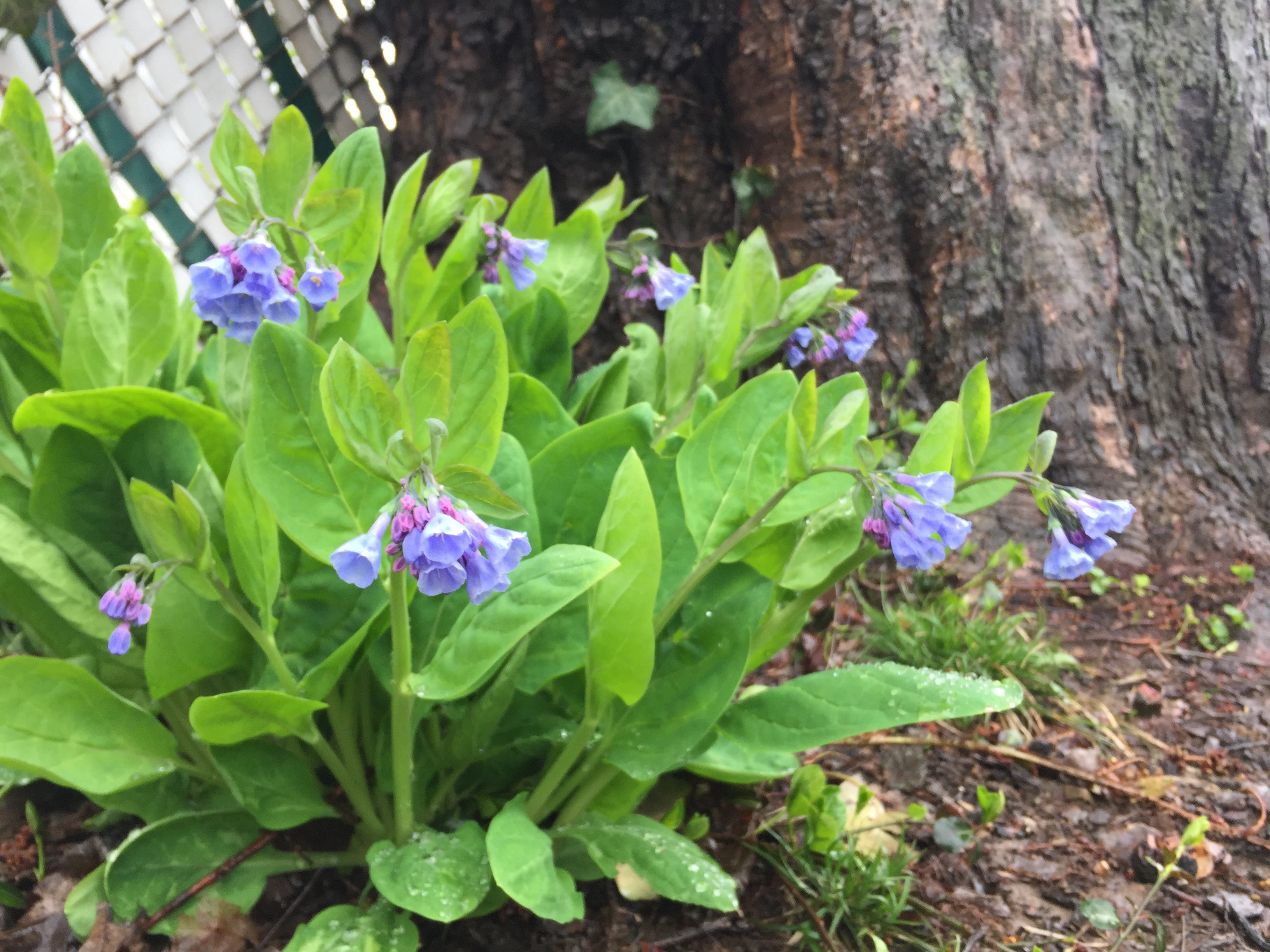 Virginia Bluebells in Bloom at Michler's, Lexington, KY