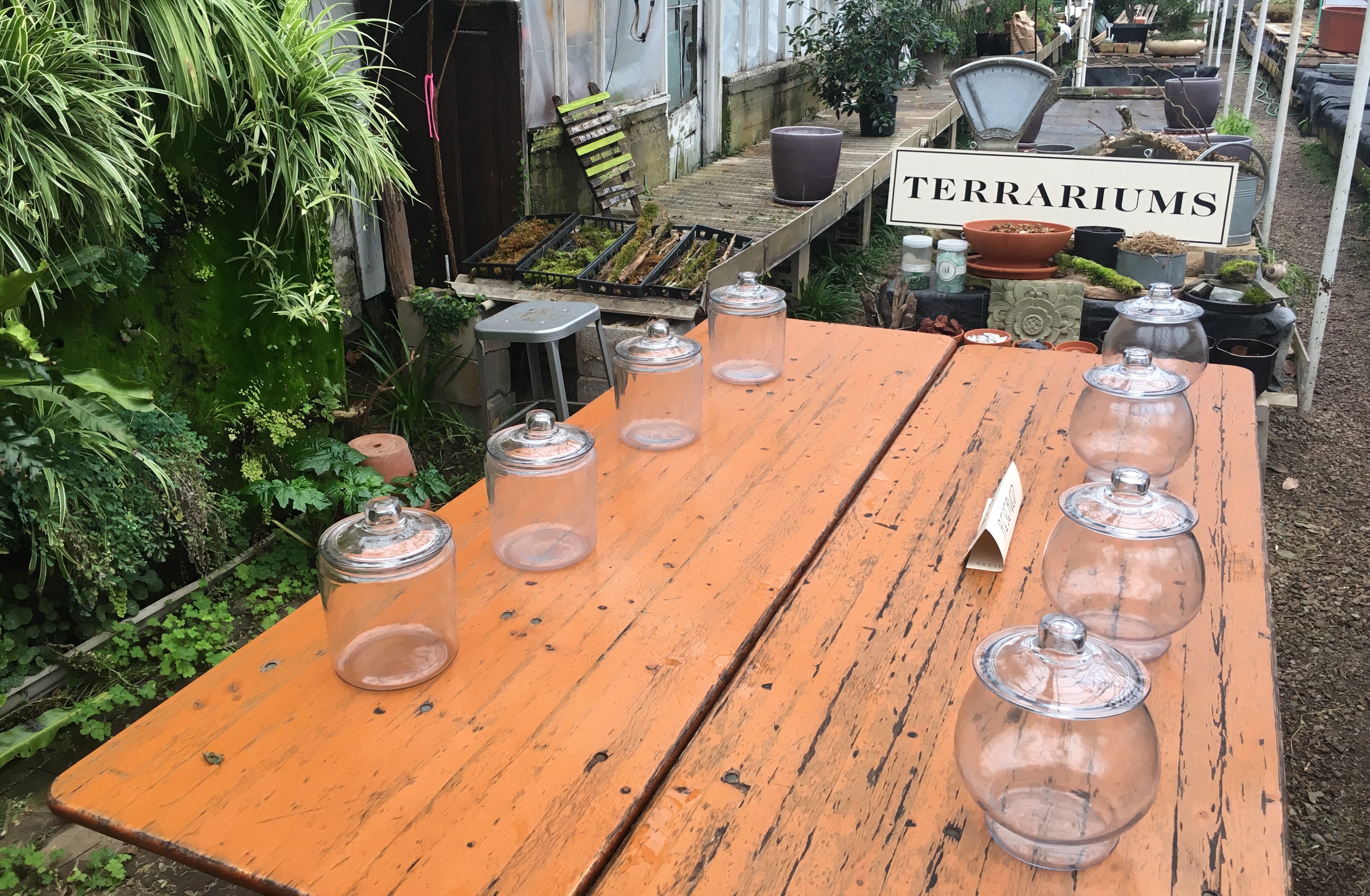 Hosting a Terrarium Workshop
