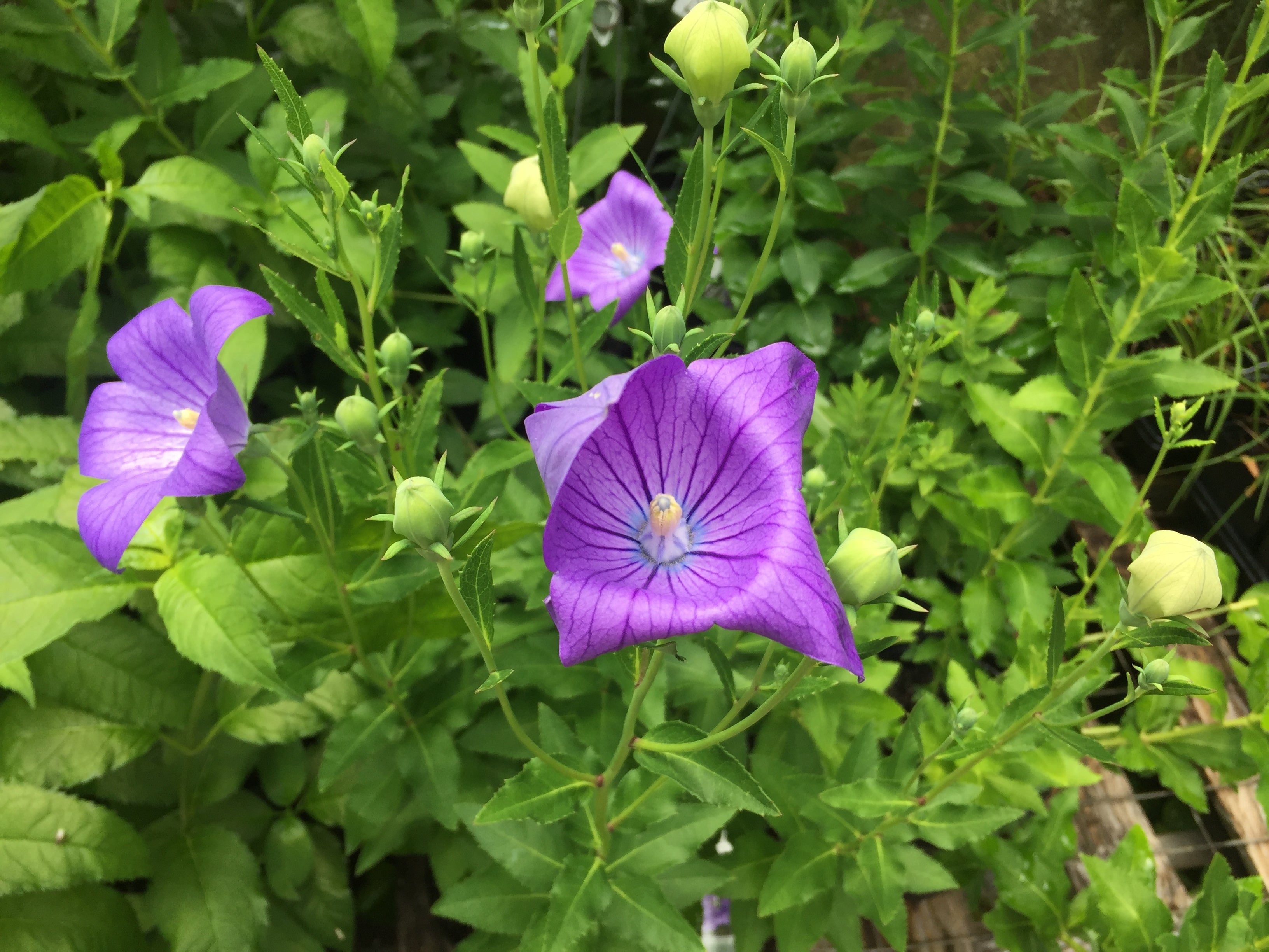Balloon Flower