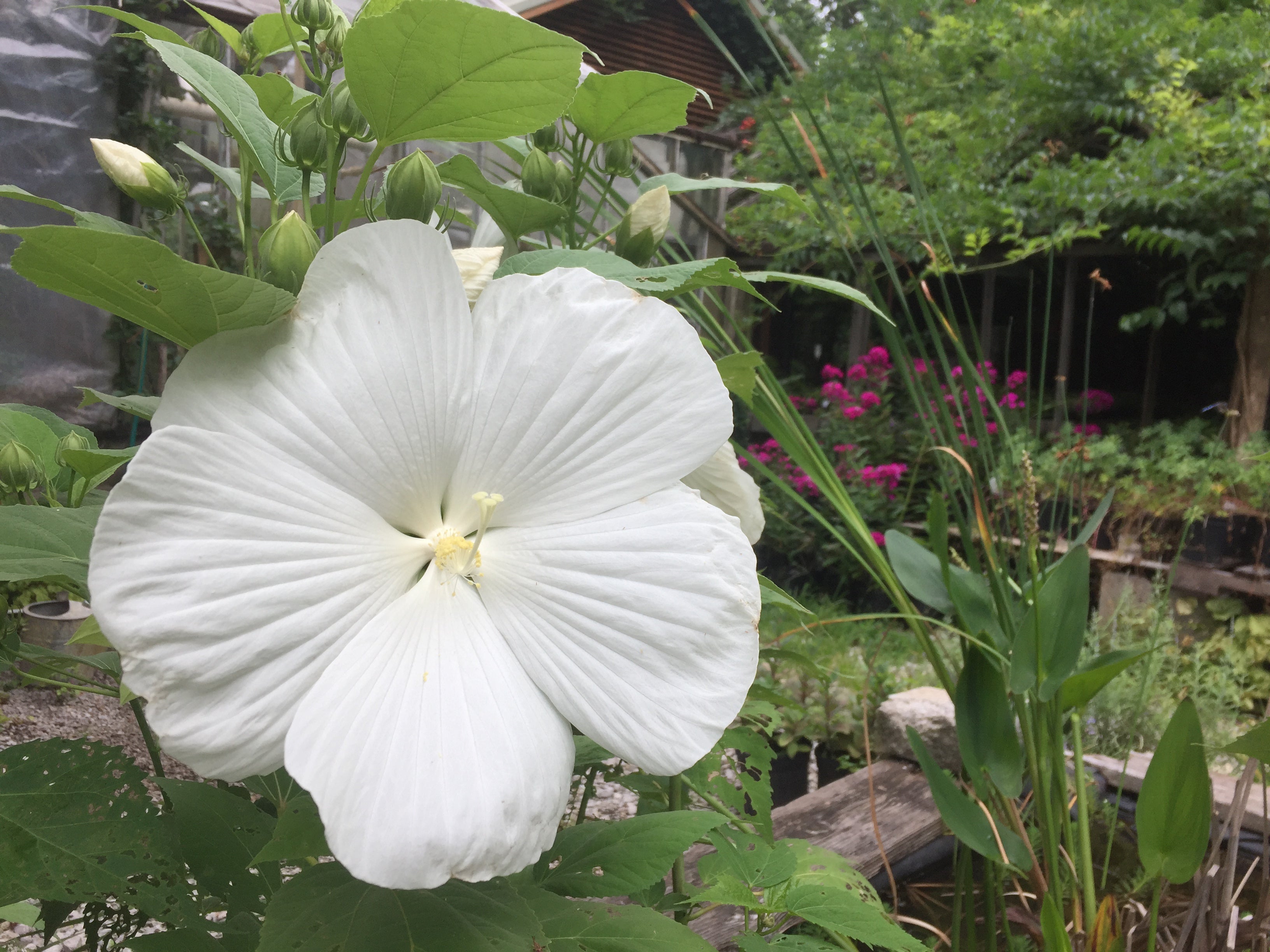 Hardy Hibiscus