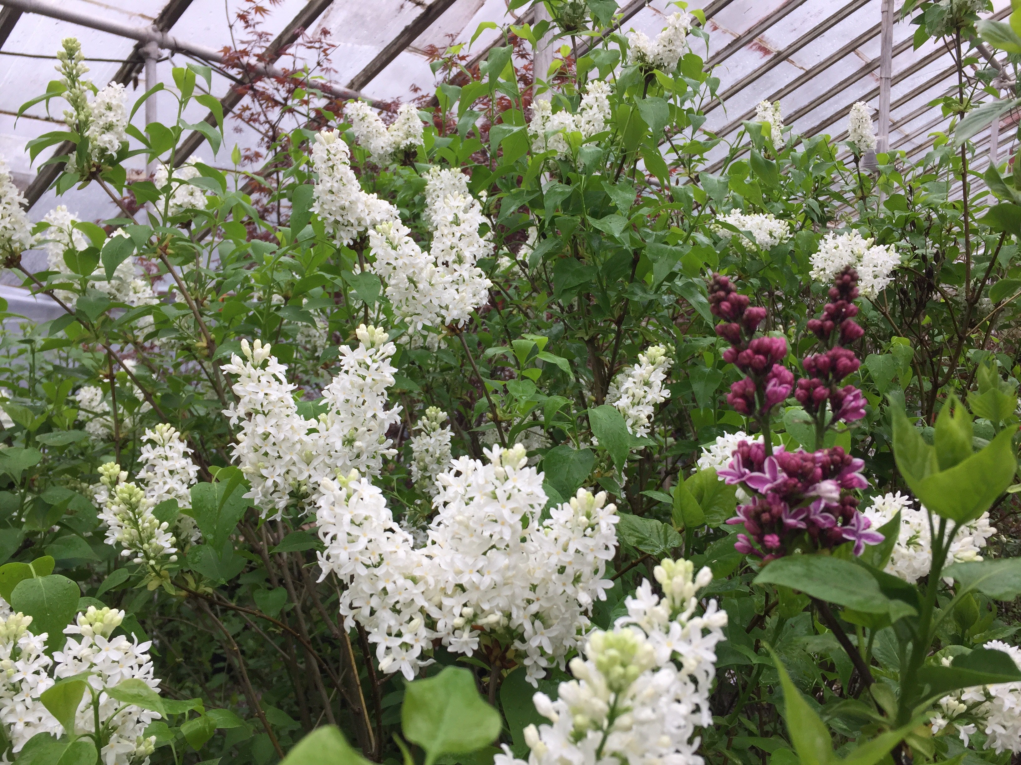 Lilac bush at Michler's Florist and Greenhouse
