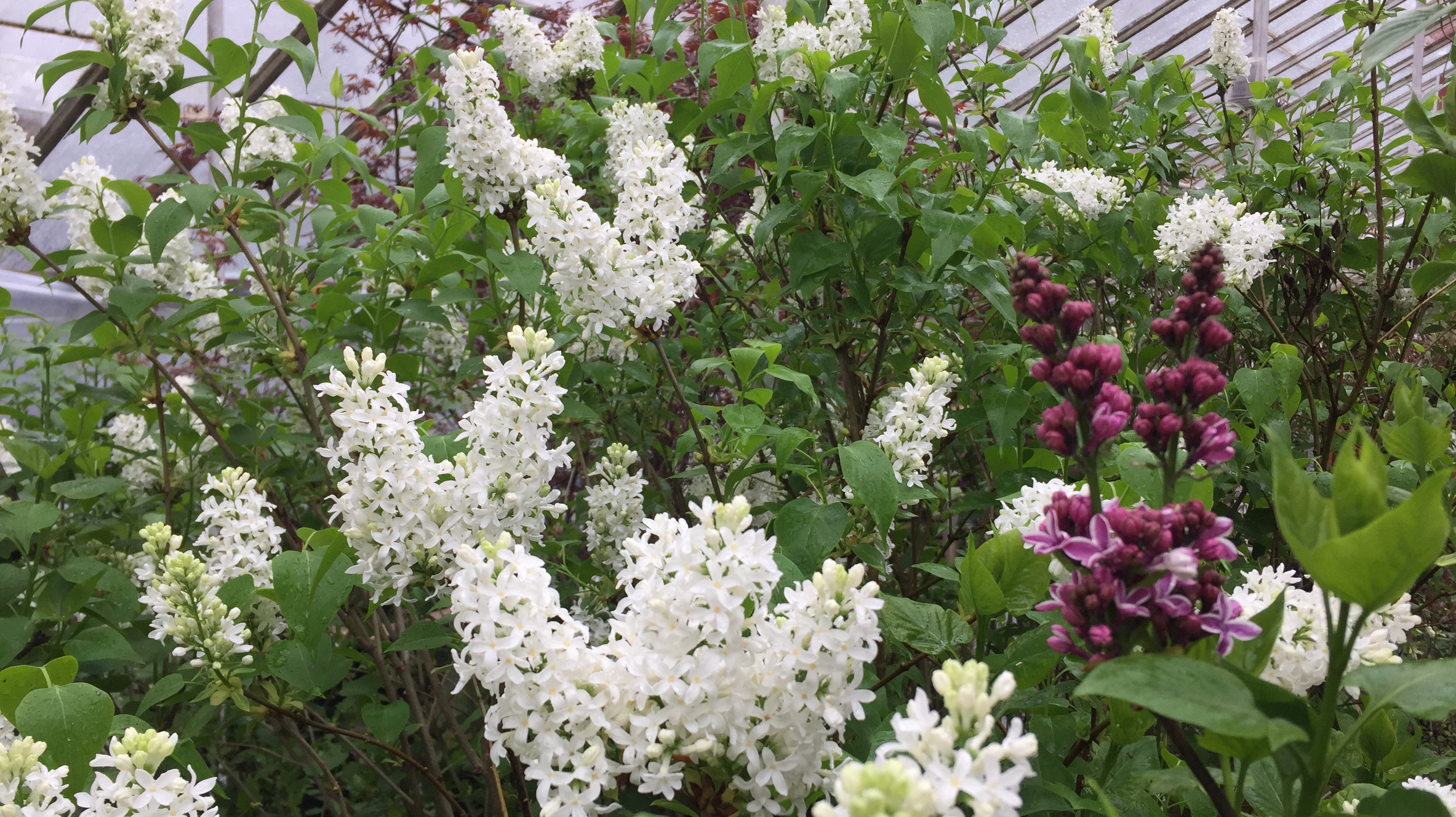 Lilac bush at Michler's Florist and Greenhouse