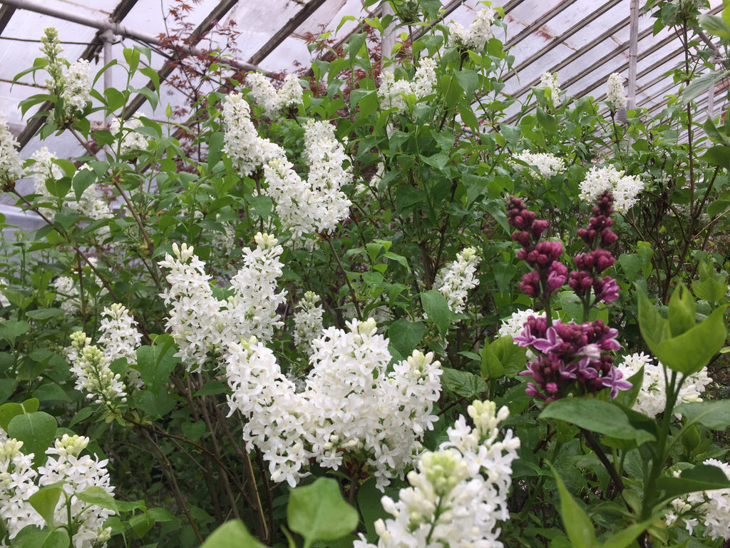 Lilac bush at Michler's Florist and Greenhouse