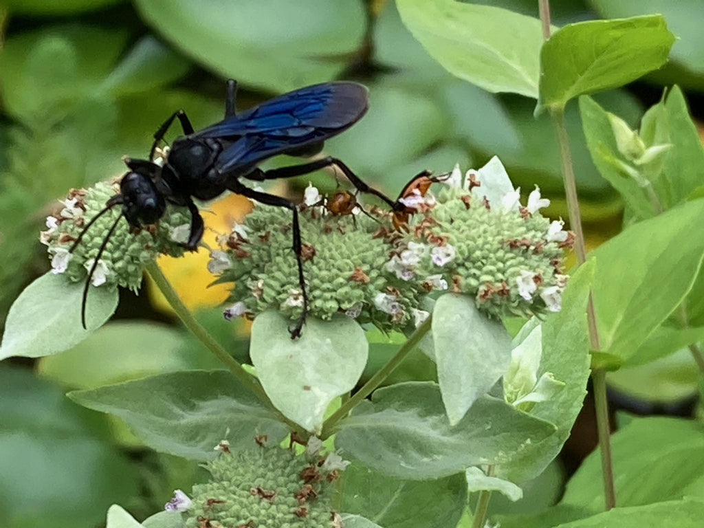 Pollinators at Michler's