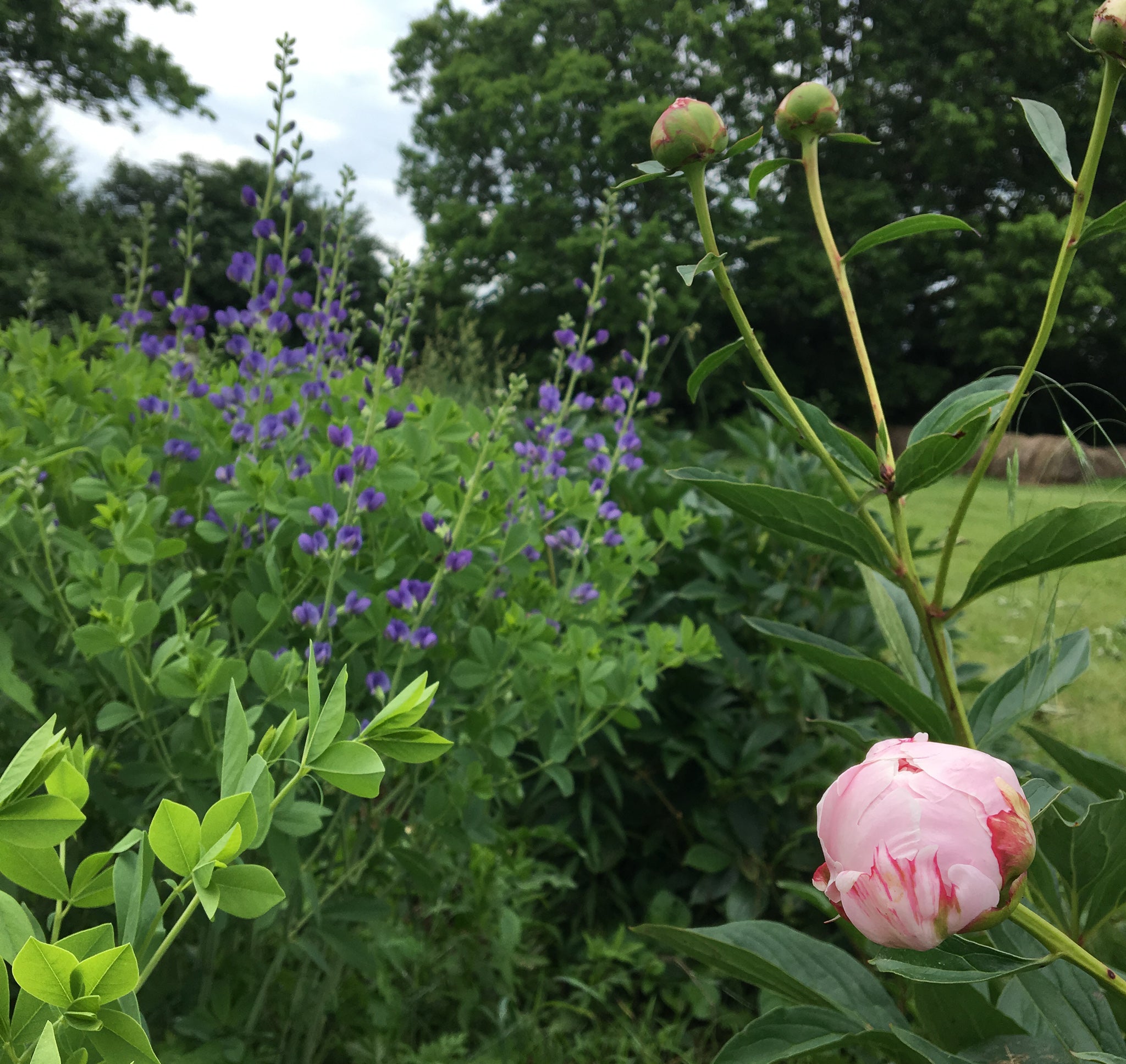Peonies and Baptisia - Local Field Fresh Flowers