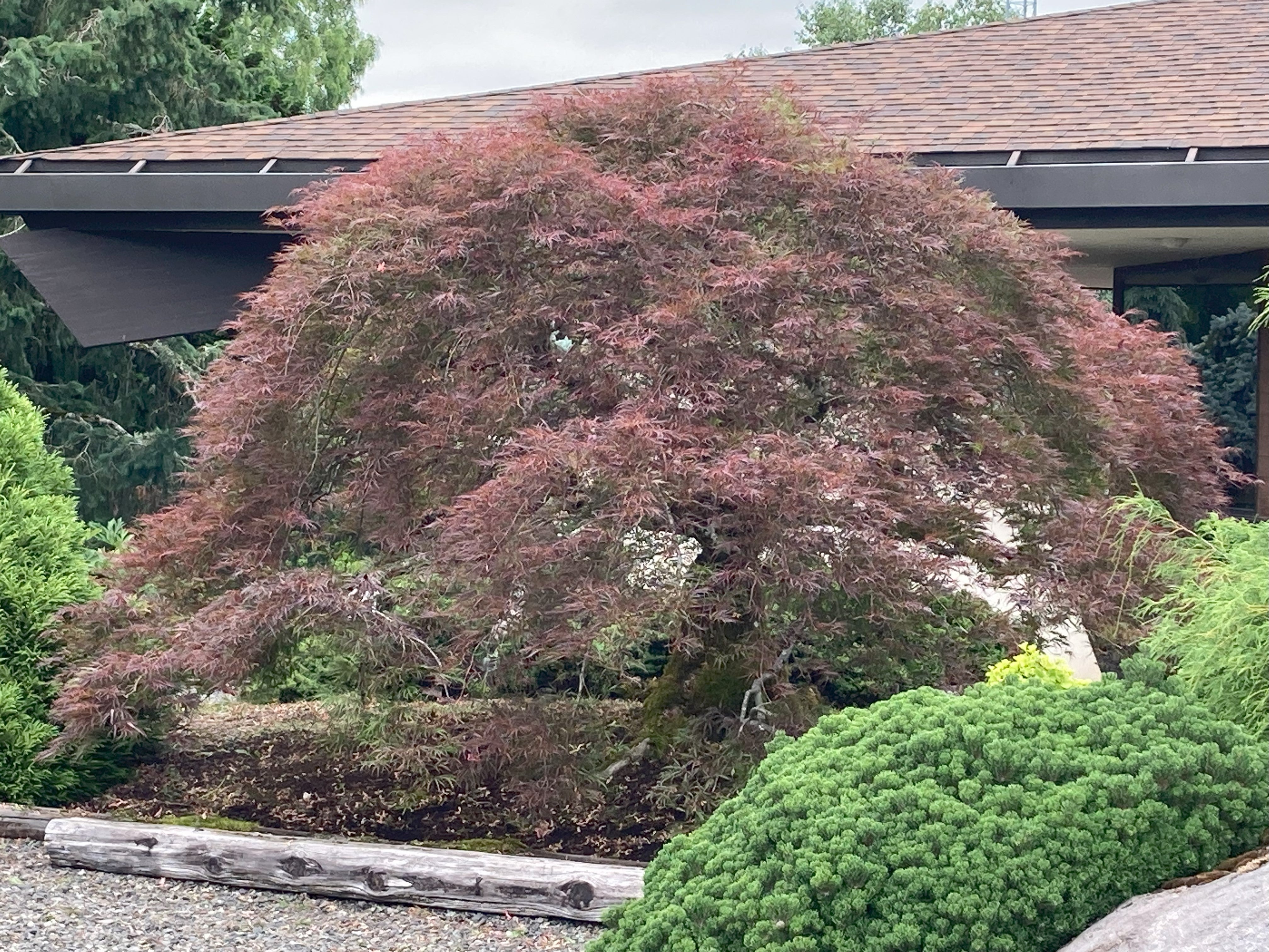 Portland Japanese Garden Seminar