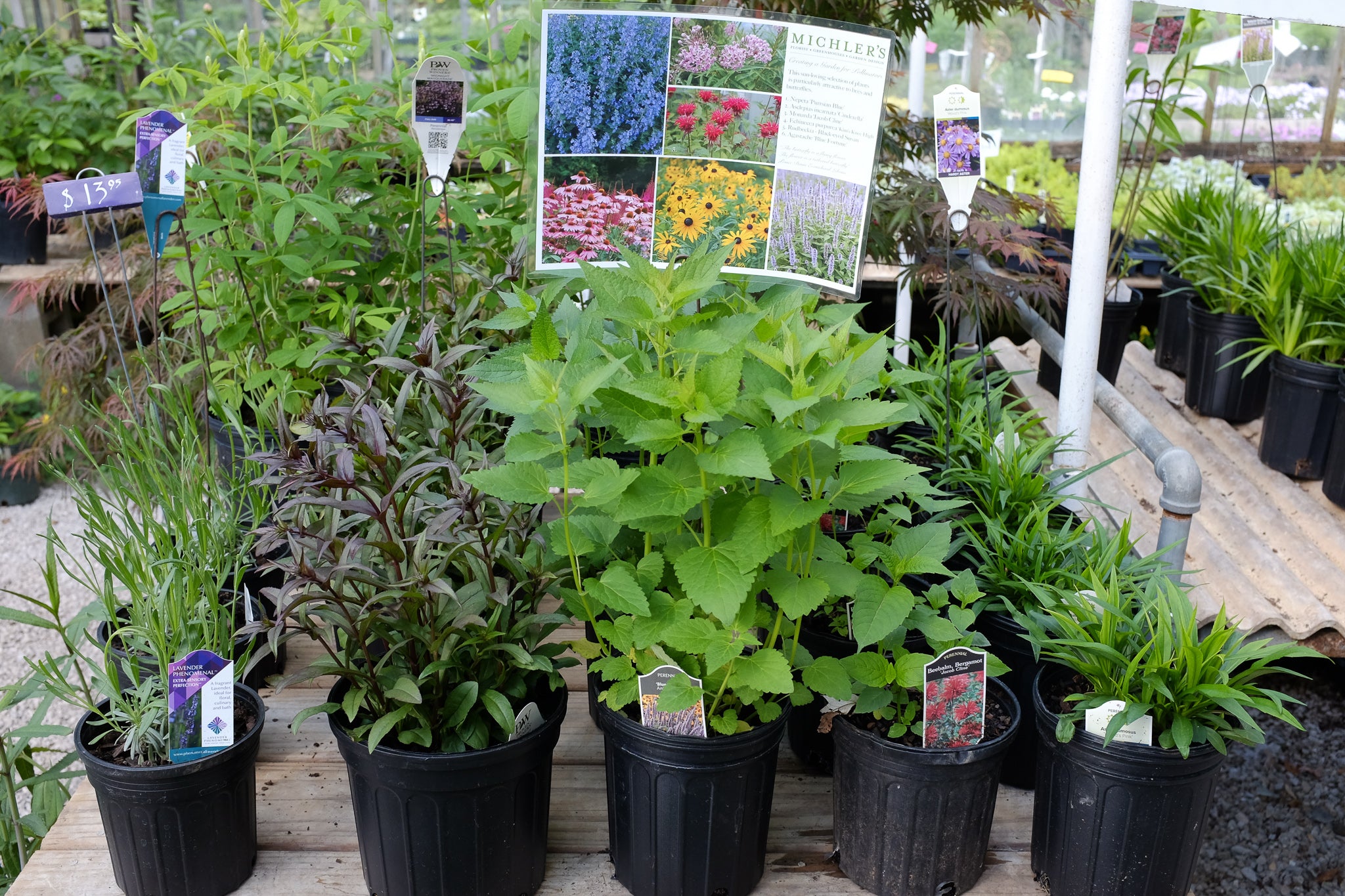 Save the Bees: Pollinator Friendly Plants for Bees and Butterflies