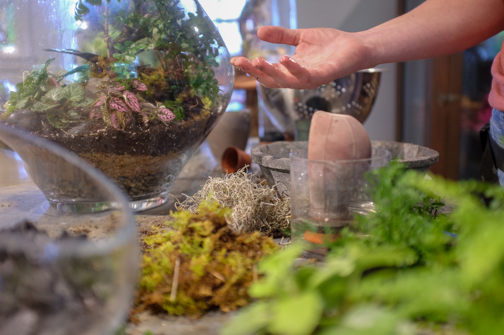 An open hand gestures towards glass terrariums that are filled with plants and moss