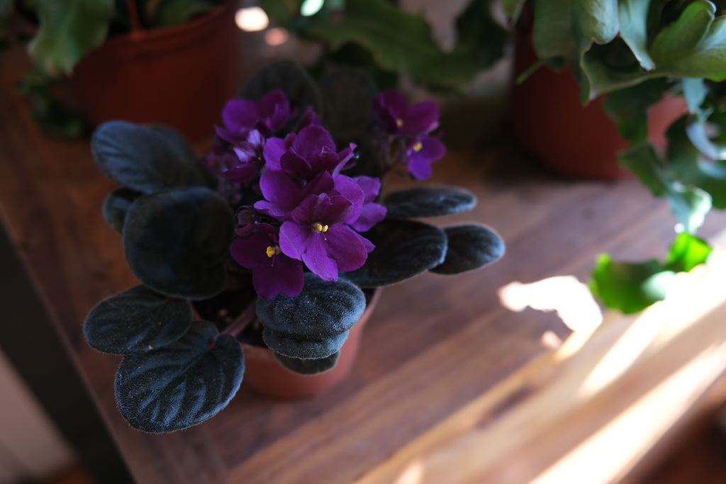 African violet at Michler's