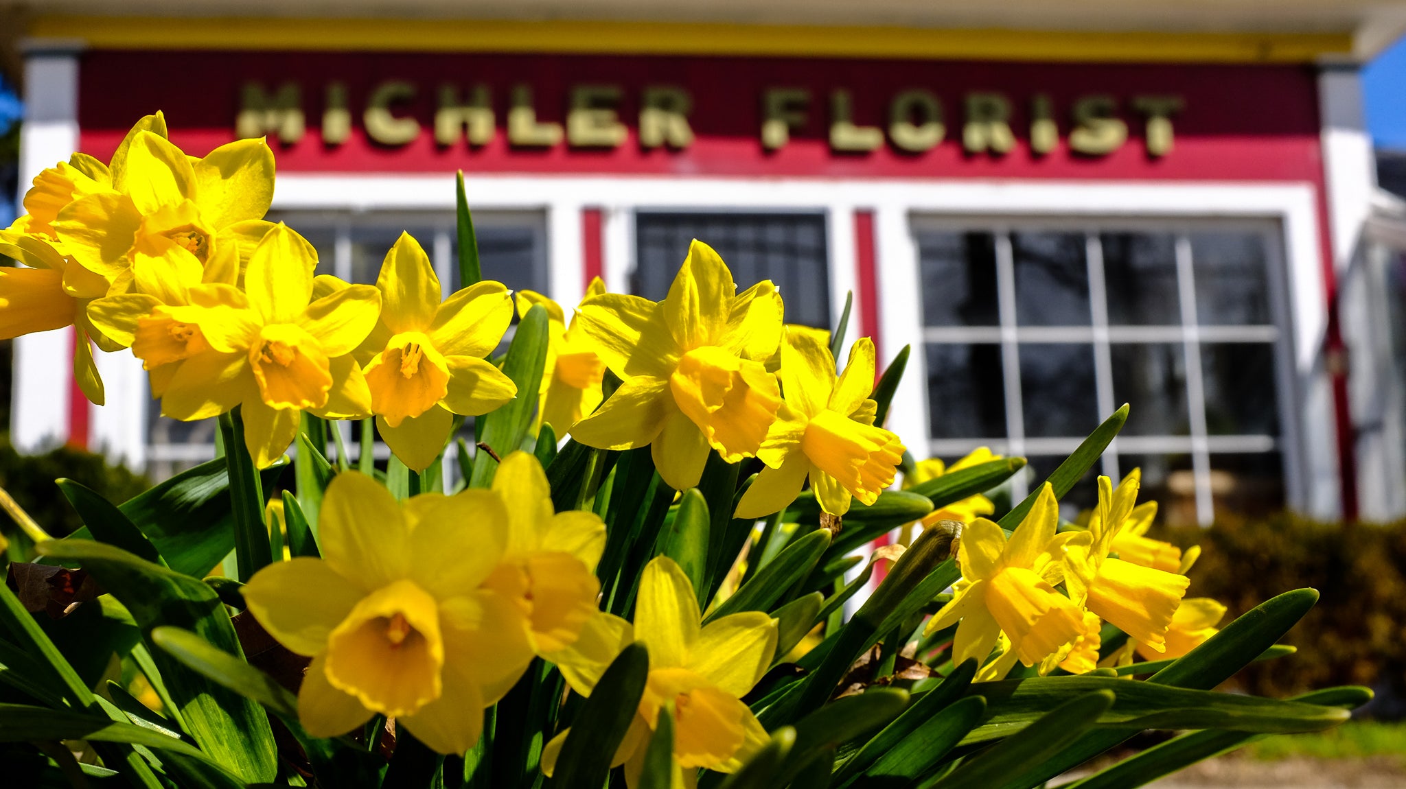 Tete-a-Tete Daffodils in Bloom at Michler's Florist