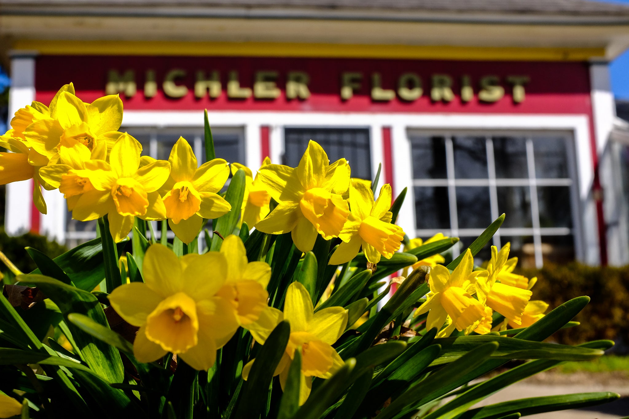 Tete-a-Tete Daffodils in Bloom at Michler's Florist