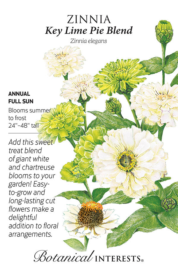 1372s_Zinnia-Key-Lime-Pie-