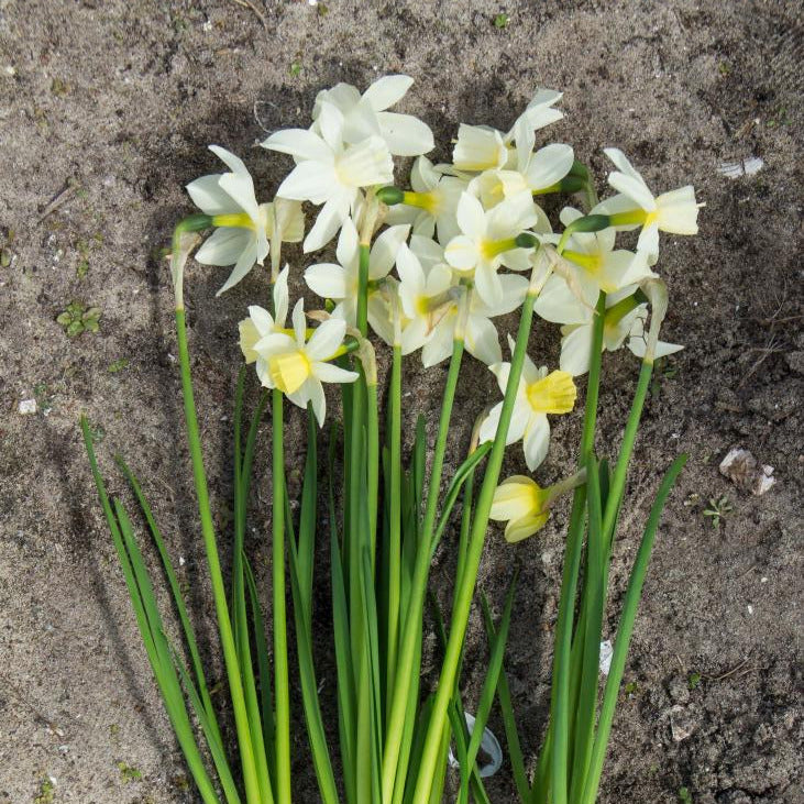Daffodil - Narcissus 'Sailboat' – Michler's Florist, Greenhouses