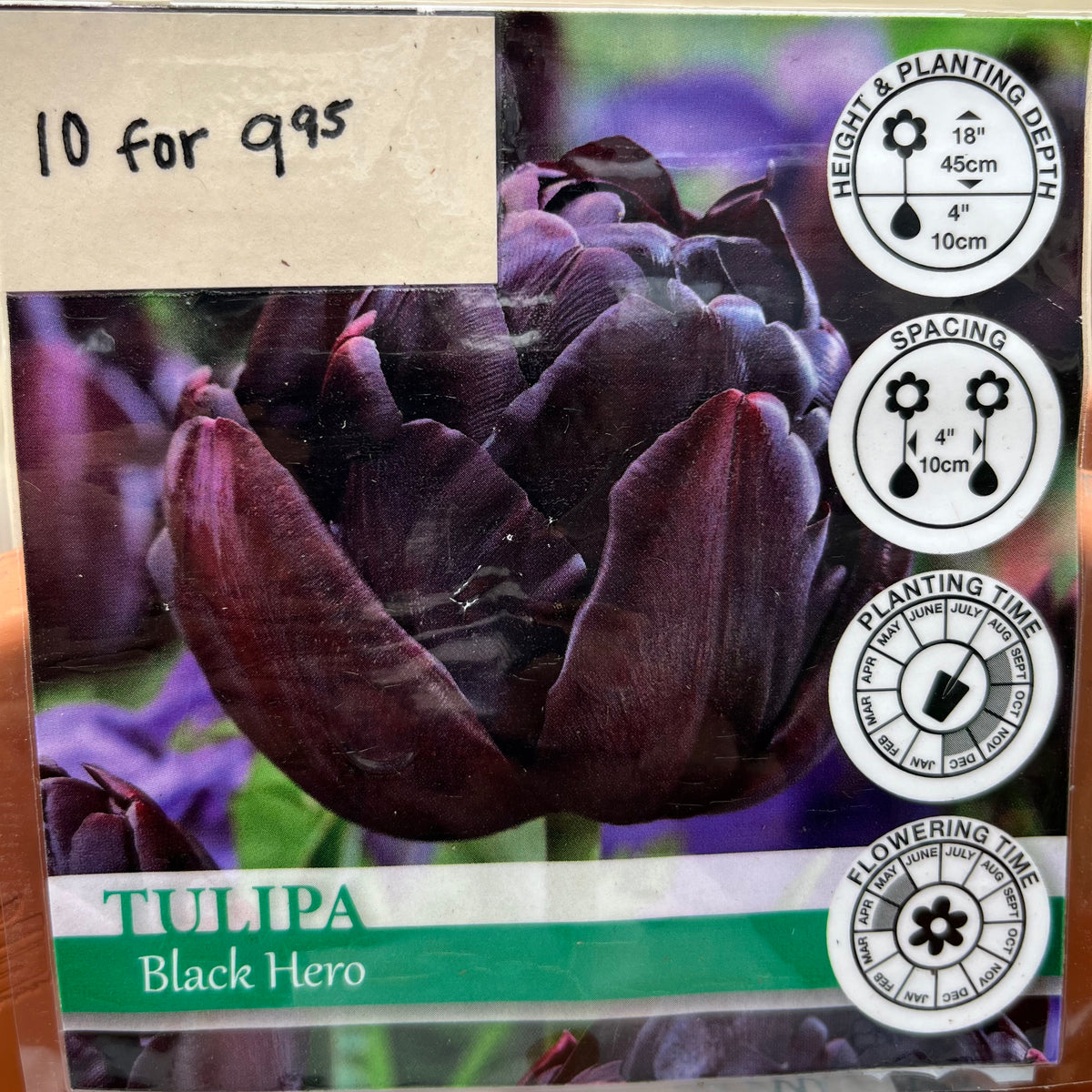 Tulip Tulipa 'Black Hero' Lexington, KY Michler's Florist