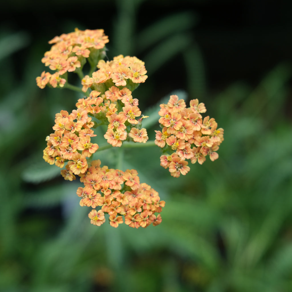 Achillea 'Terracotta' (Yarrow) | Perennial in Lexington, KY