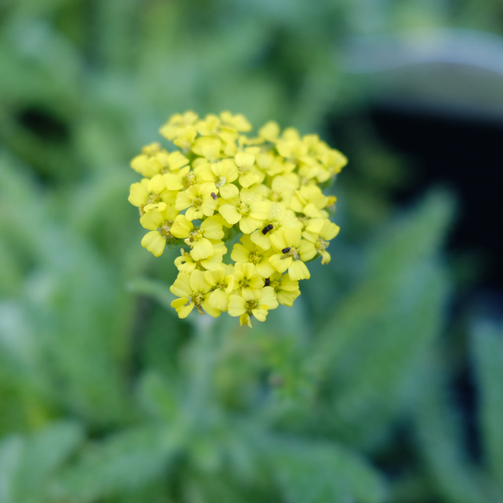 Achillea Millefolium Desert Eve Yellow Lexington KY Michler s achillea-millefolium-desert-eve-yellow-lexington-ky-michler-s