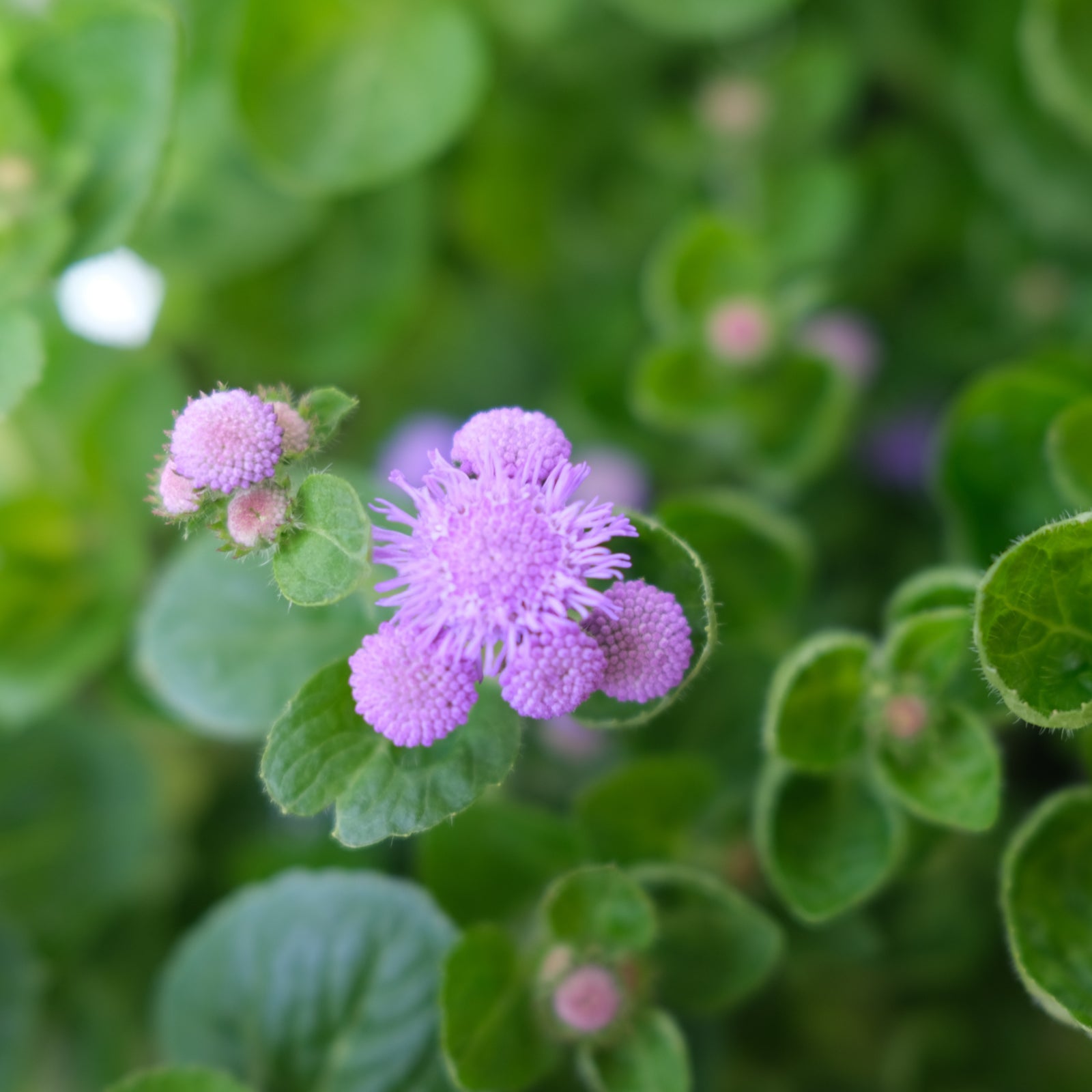 Ageratum houstonianum ‘Bumble Blue’ (Floss Flower) | Annual in