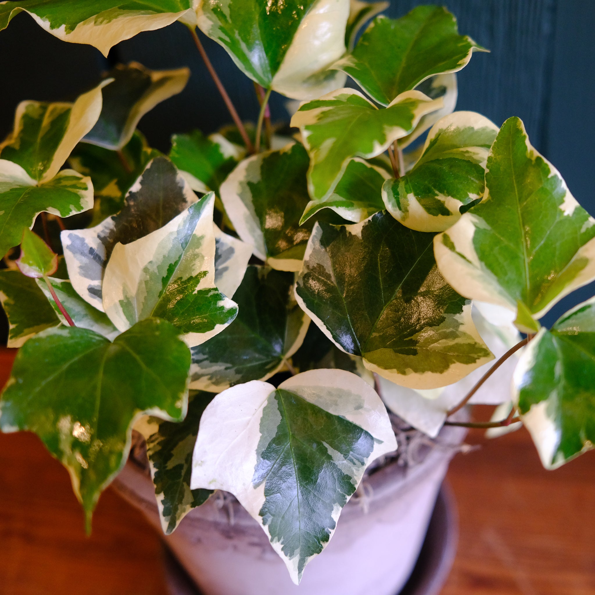 Algerian Ivy | Lexington, KY | Michler's Florist – Michler's