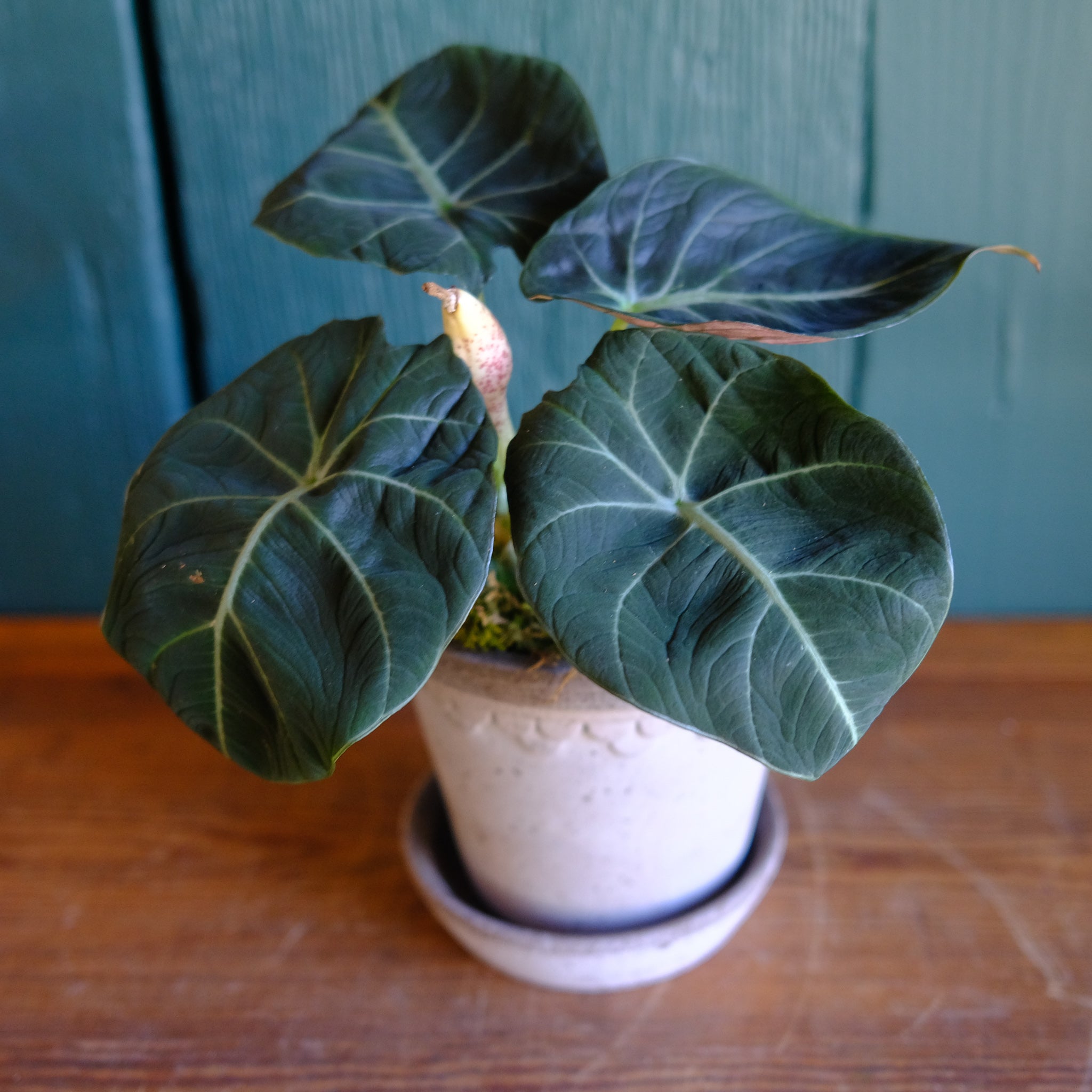 レチシア／LETICIA   E-VELVET(Black) Alocasia reginula - Black Velvet | Lexington, KY | Michler's