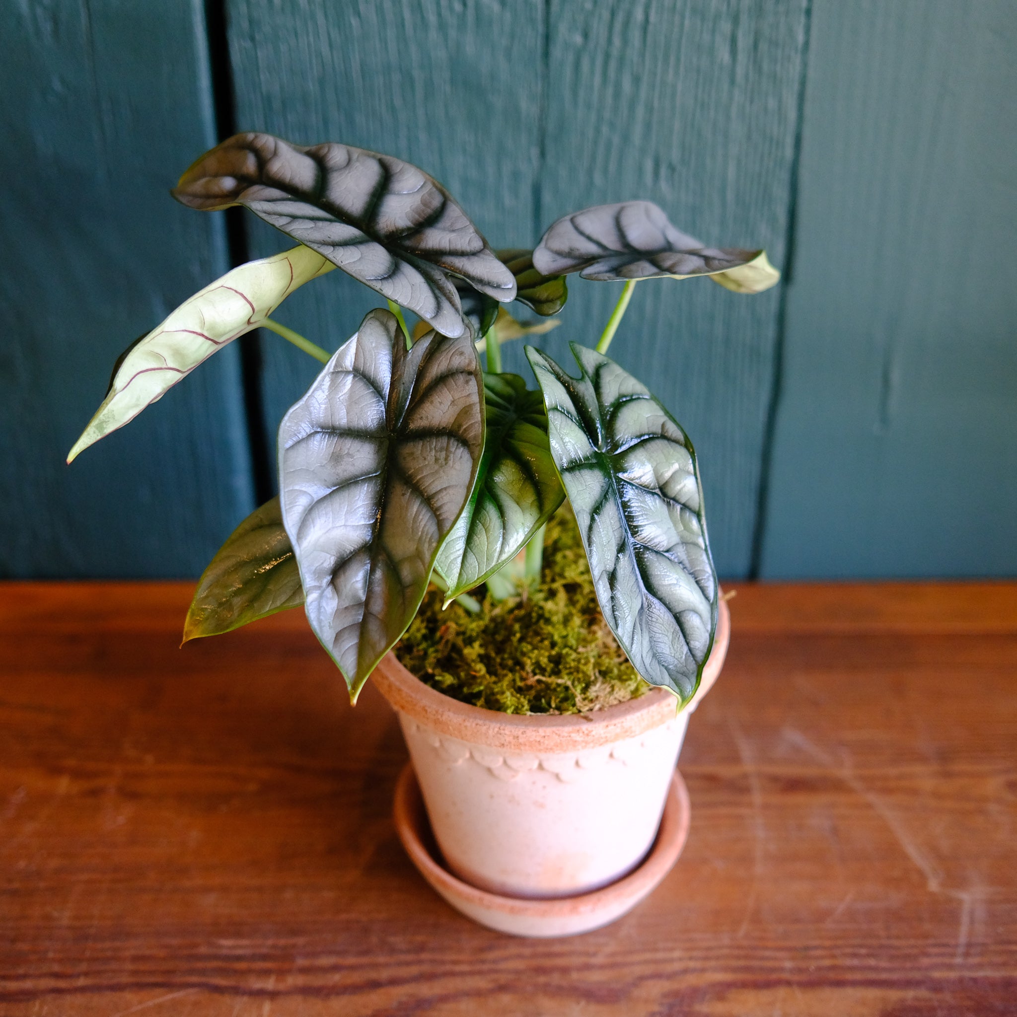 Alocasia - Dragon Scale | Lexington, KY | Michler's Florist