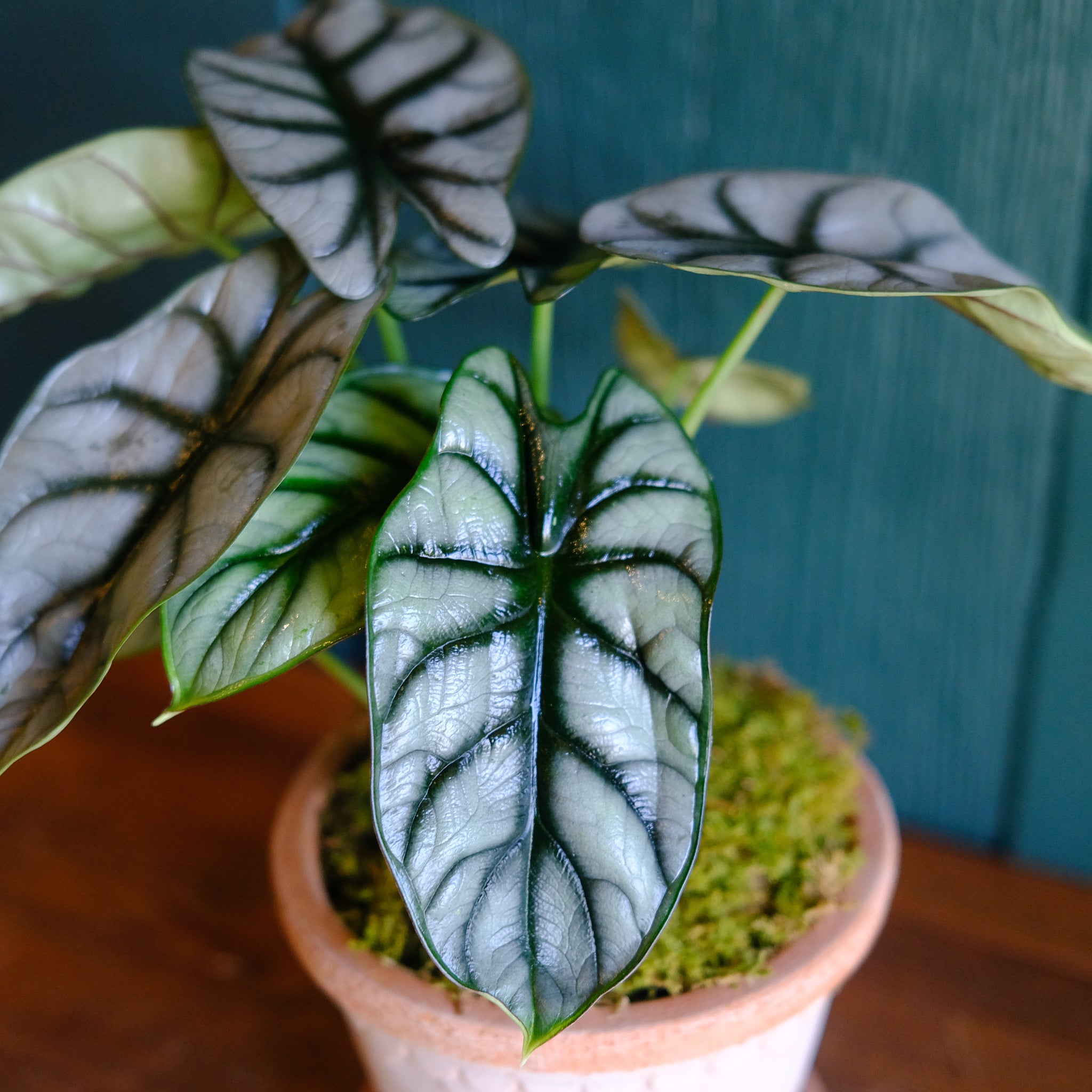 Alocasia - Dragon Scale | Lexington, KY | Michler's Florist