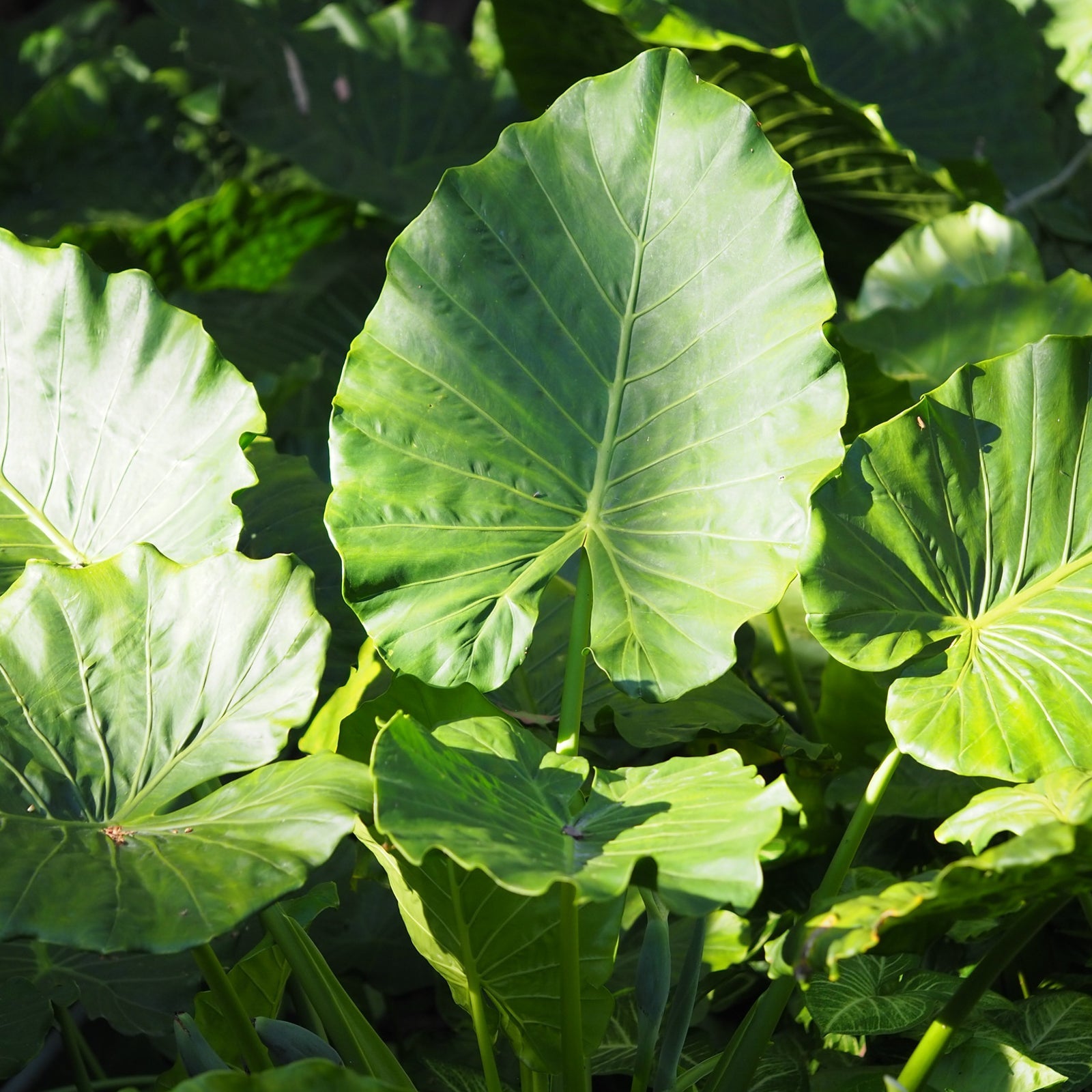 upright elephant ear plants Alocasia (Upright Elephant Ears) | Annual in Lexington, KY